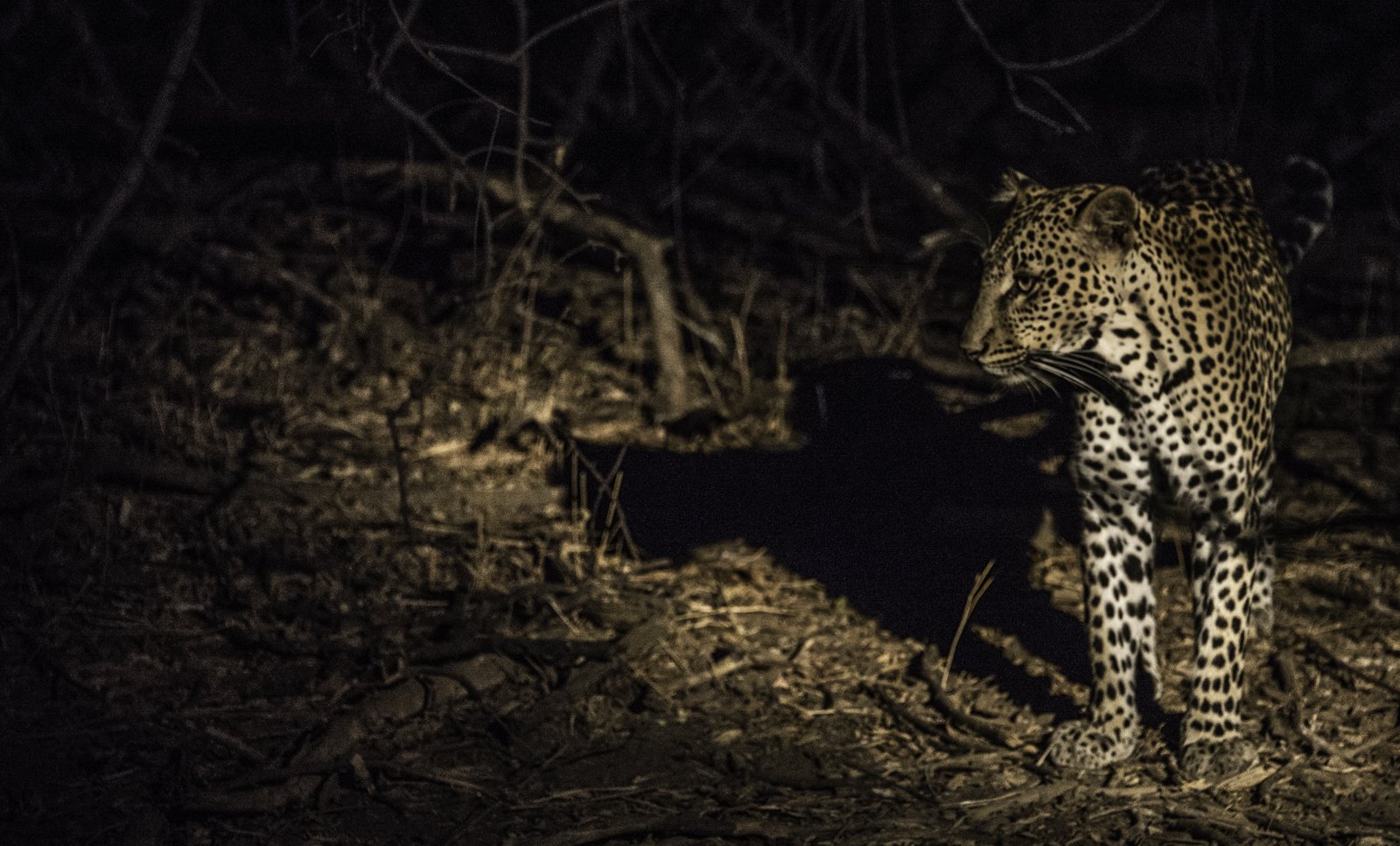 Leopard on a night time prowl
