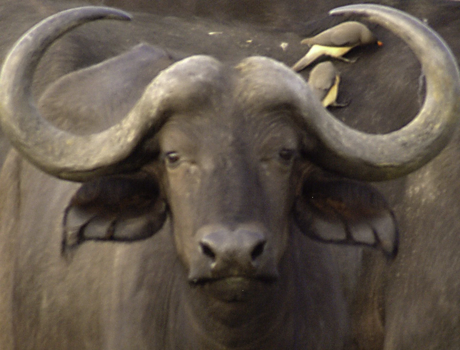 A Cape Buffalo with an oxpecker eating insects of its hide.