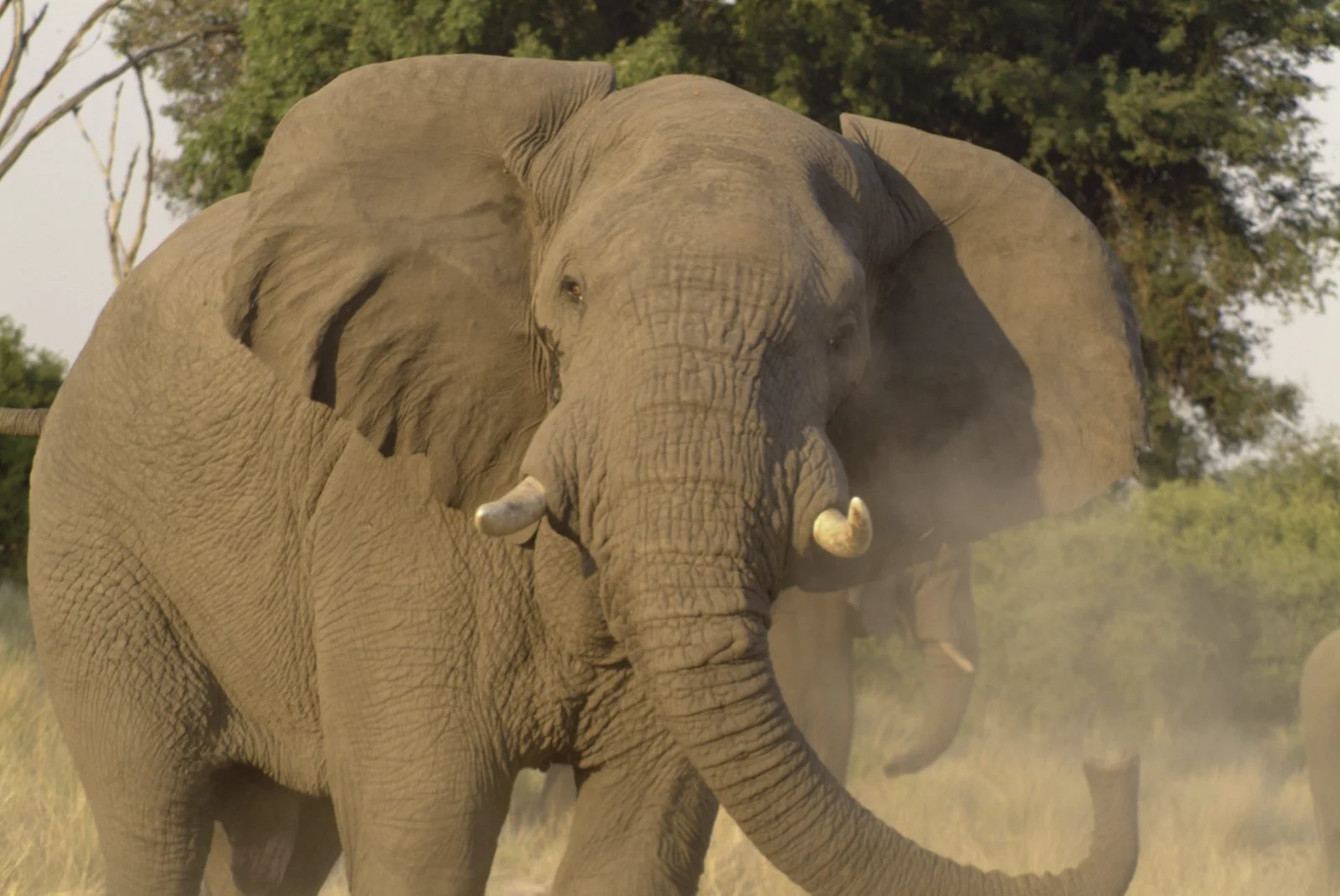 An elephant in full charge, blowing dust