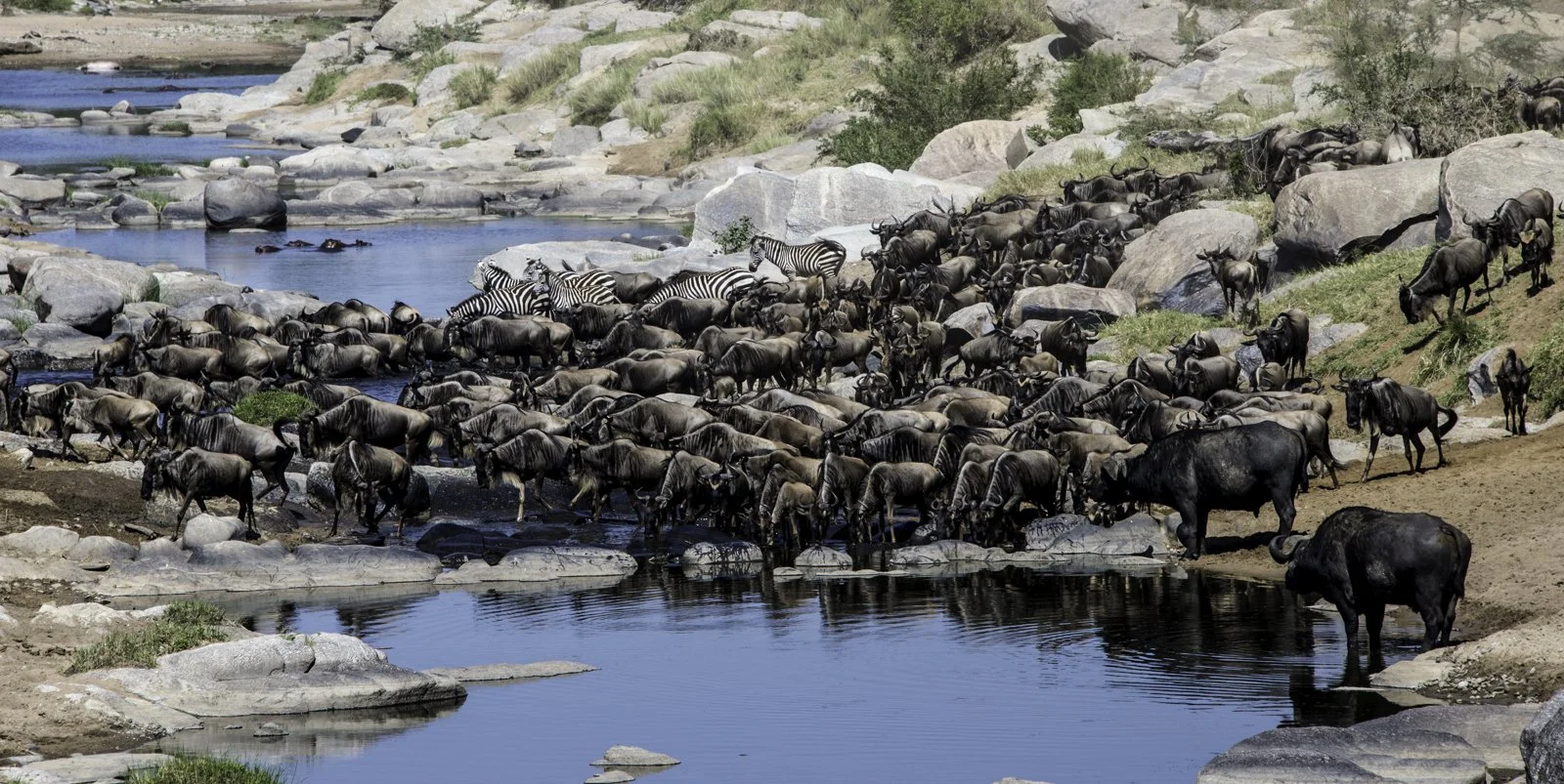 The great migration from Kenya to Tanzania