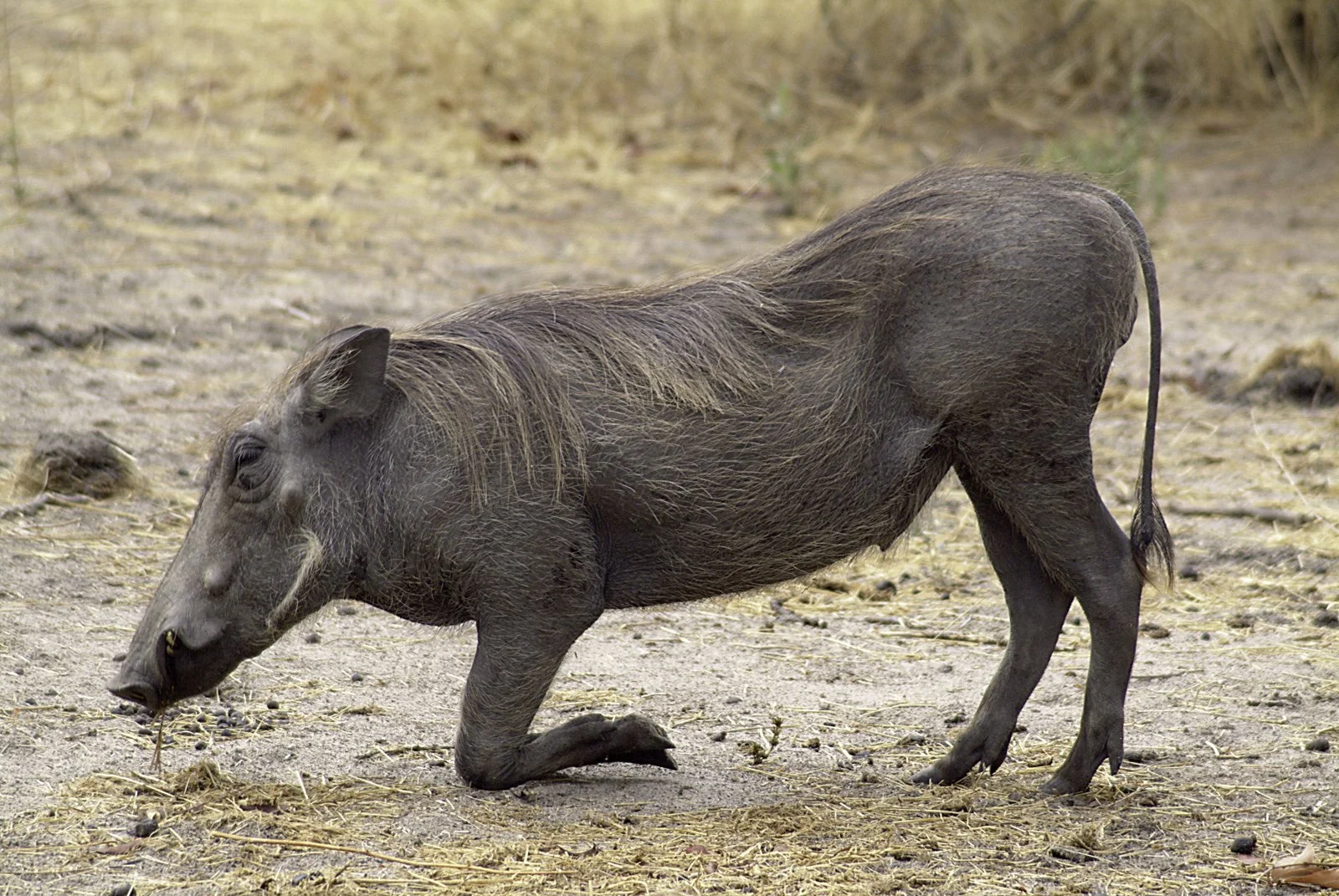 Warthog scrambling for insect food