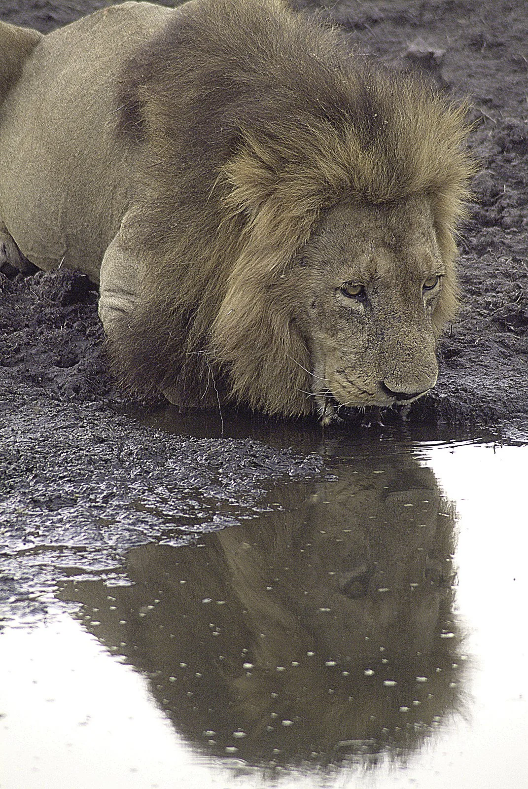 The king makes an appearance at the water hole