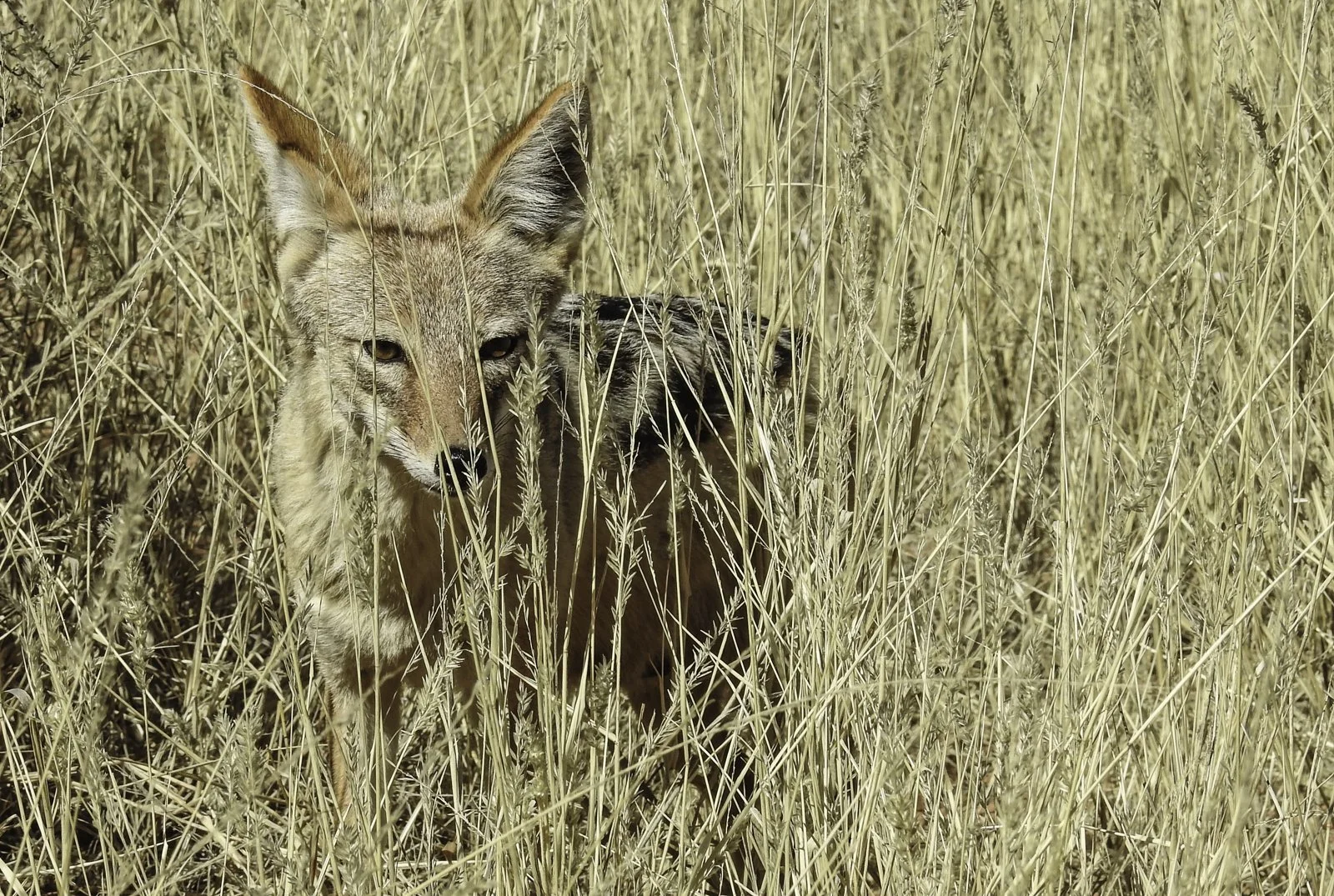 A black-backed jackal appears