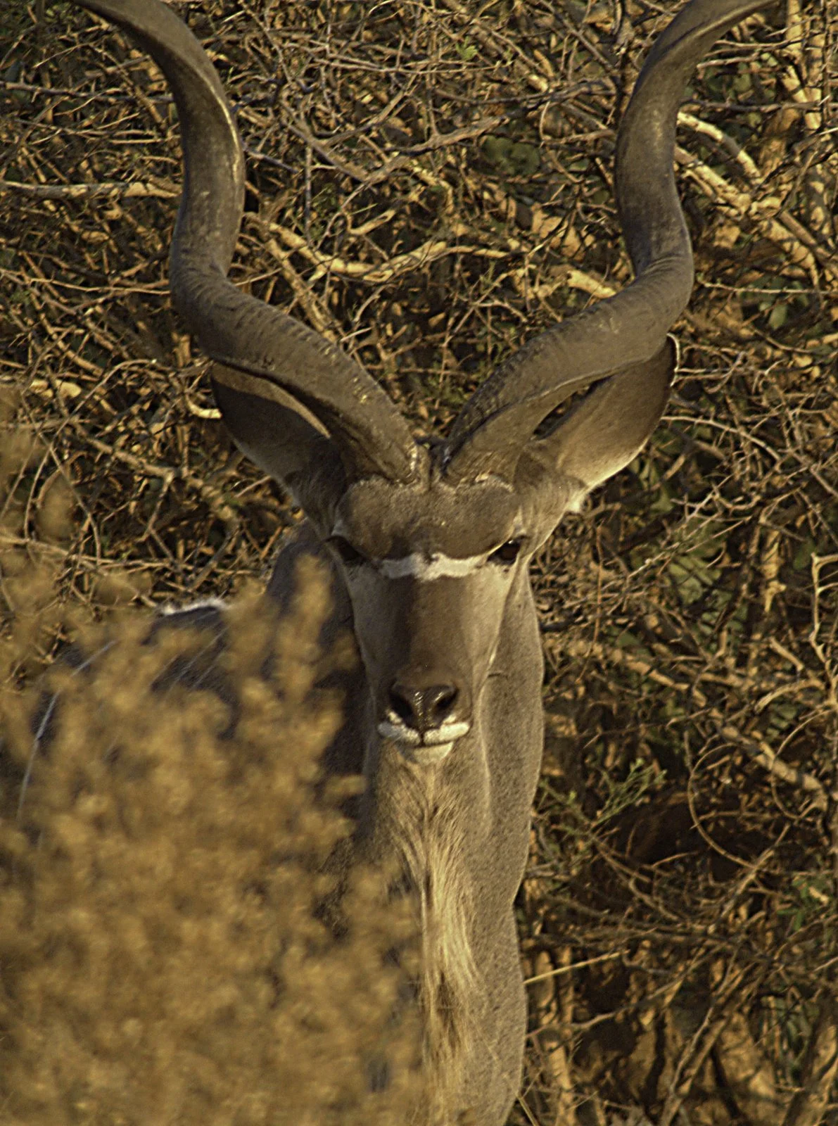Kudus are shy