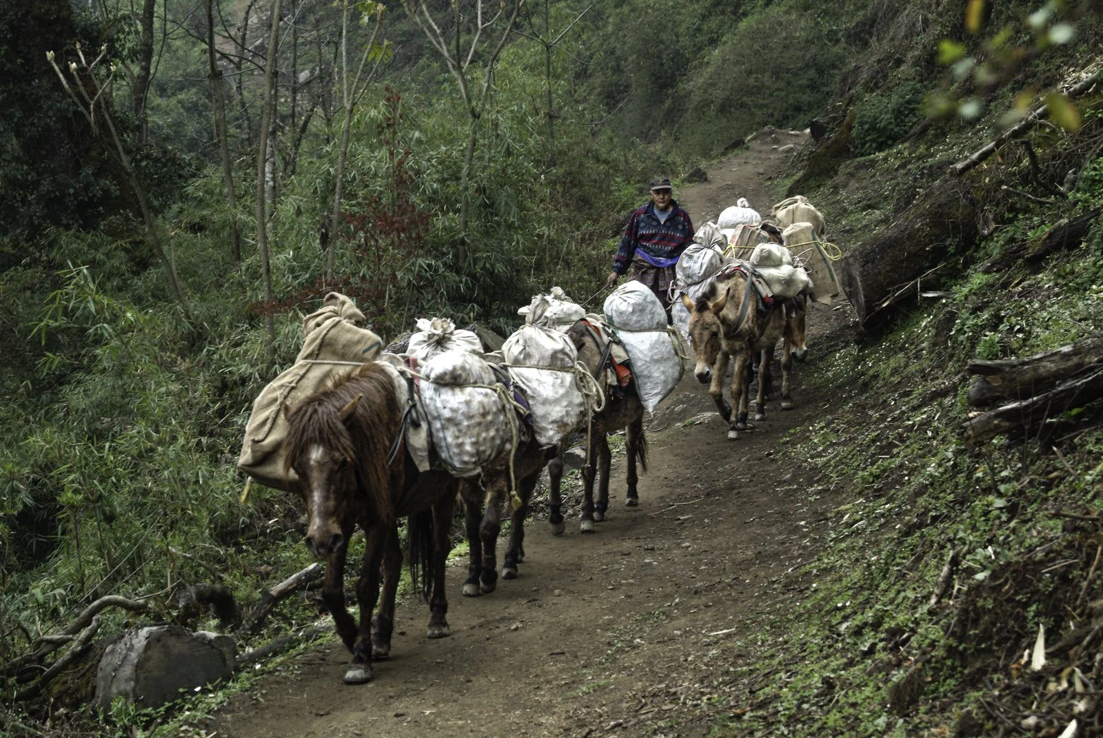 Himalaya Foothills