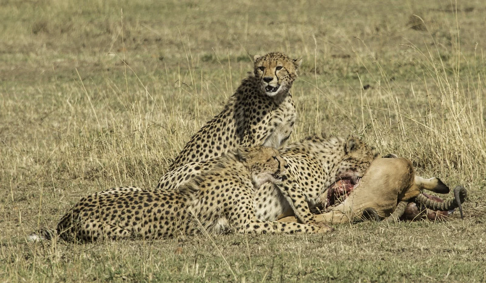 A mother cheetah and her cubs feasting on an impala