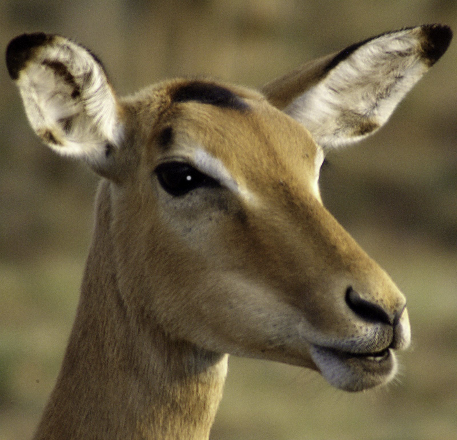 Female impala