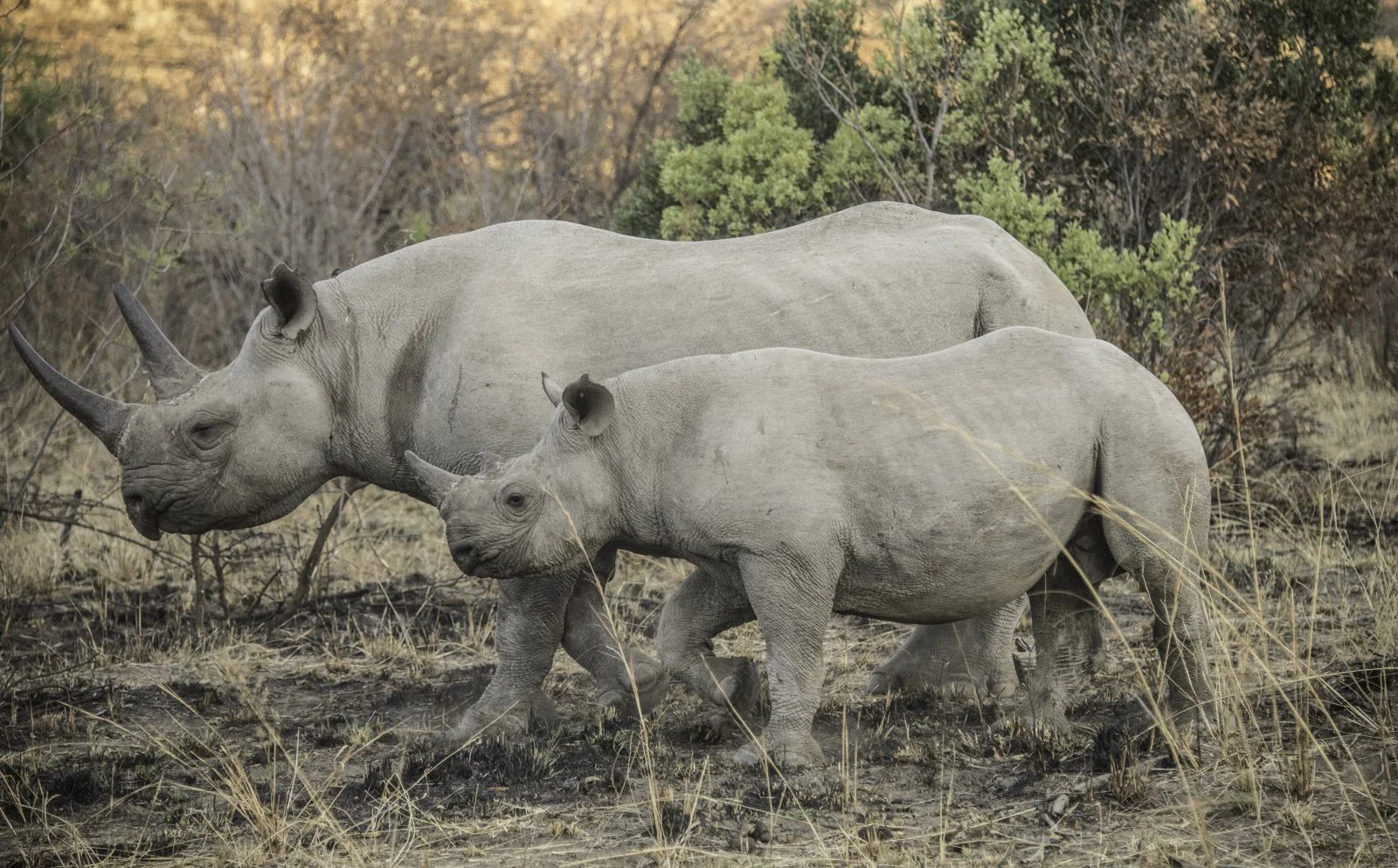... protecting her baby