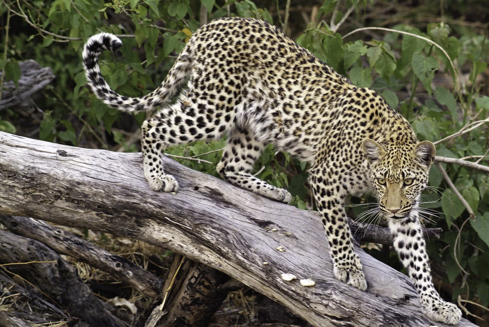 A leopard appears