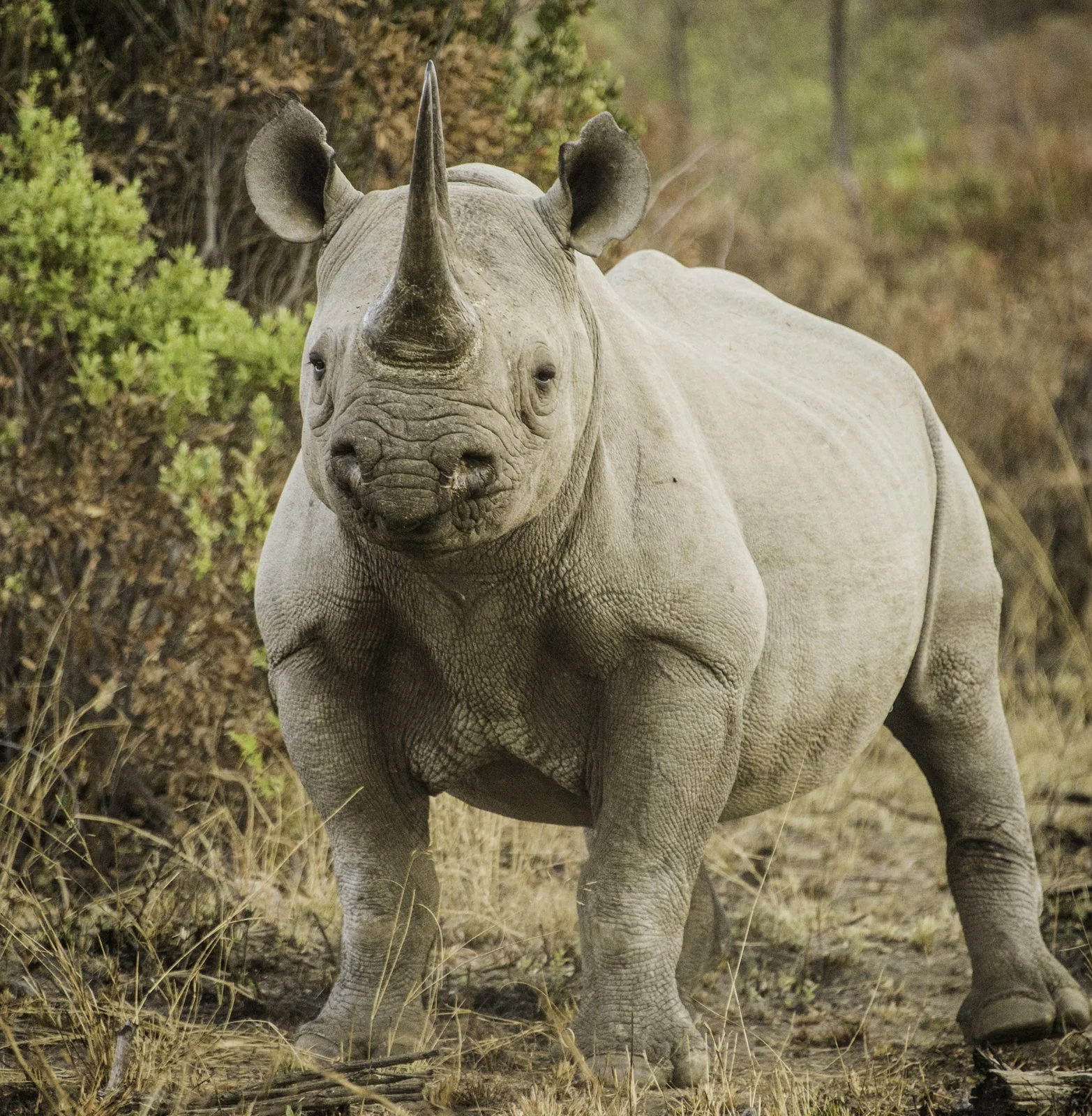 Do not mess with me - A dangerous white rhino