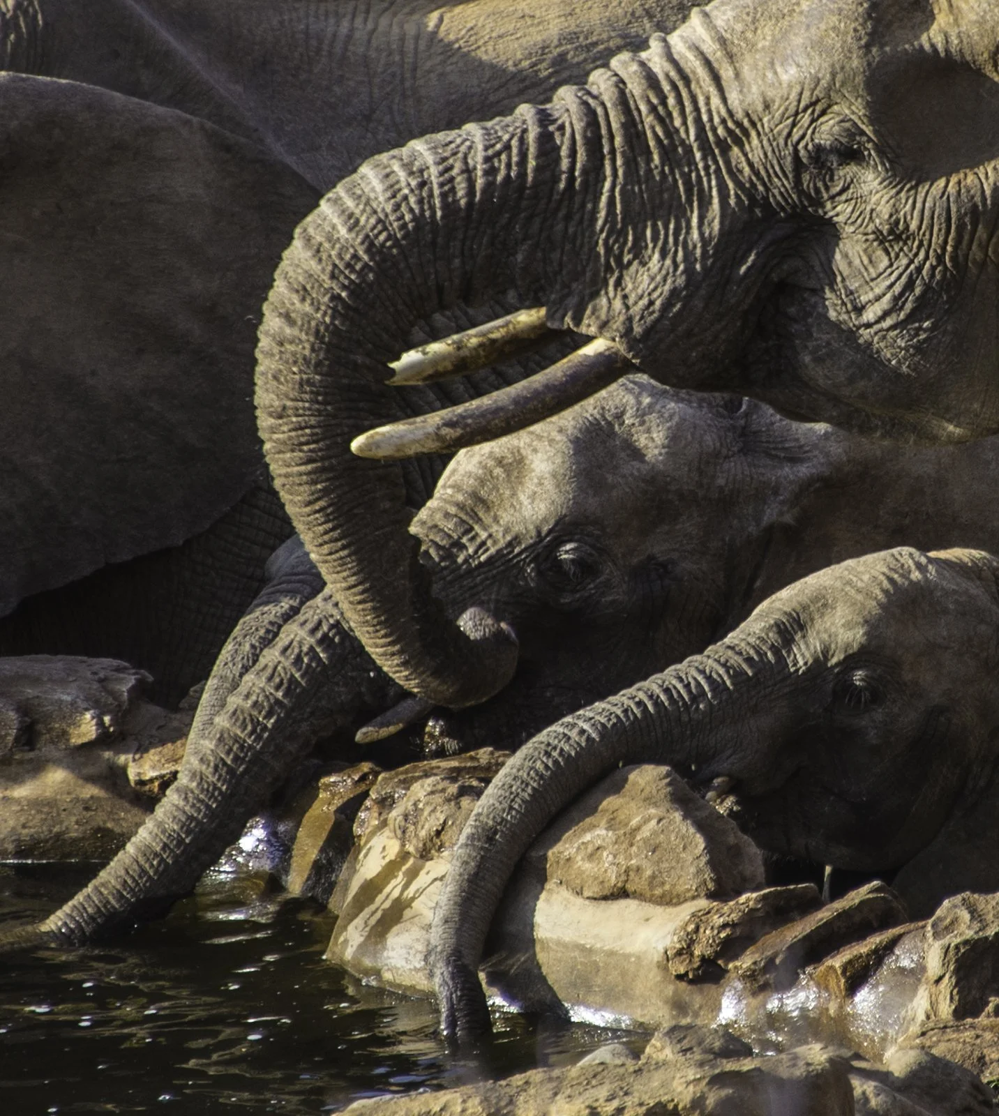 Thirsty beasts