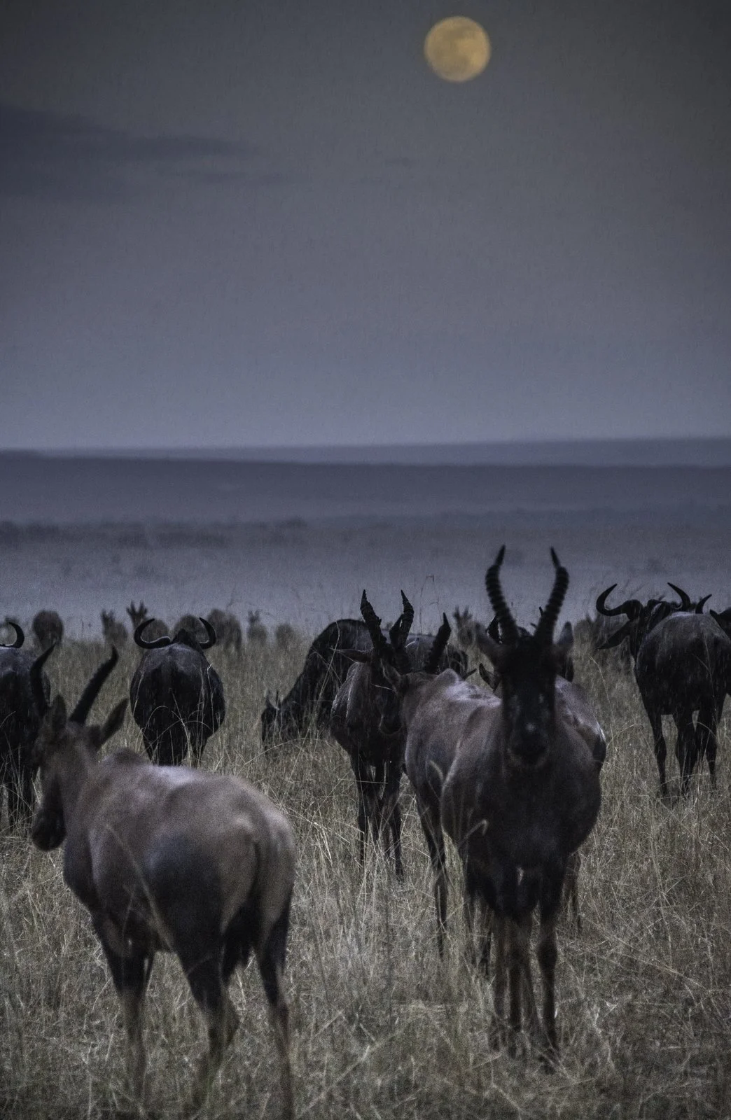 Migrating south uder a full moon