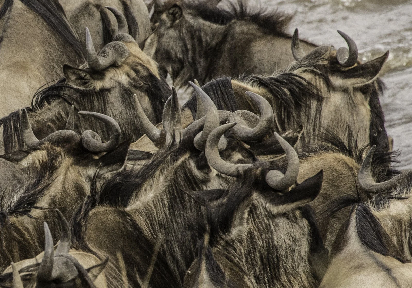 Massing a the Mara river