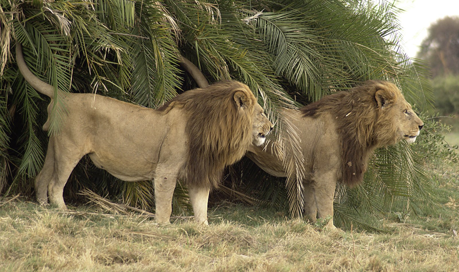 On the hunt
