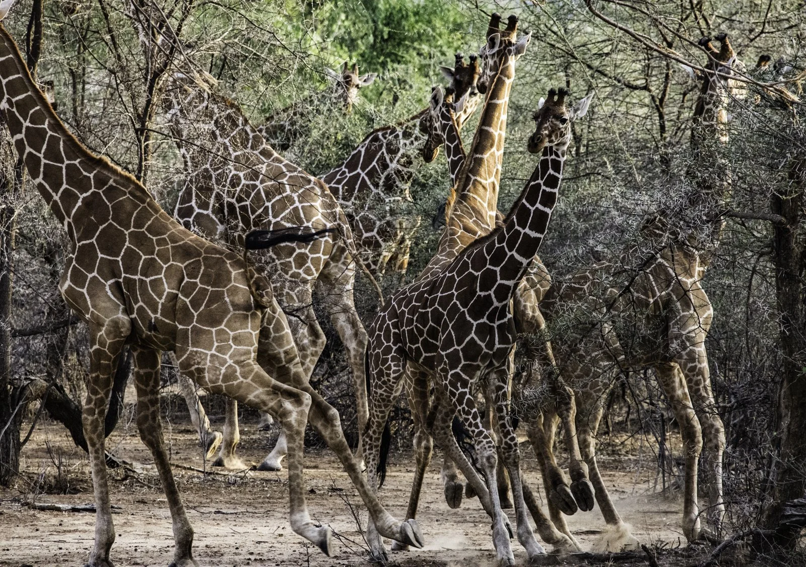 and giraffes scatter in every direction