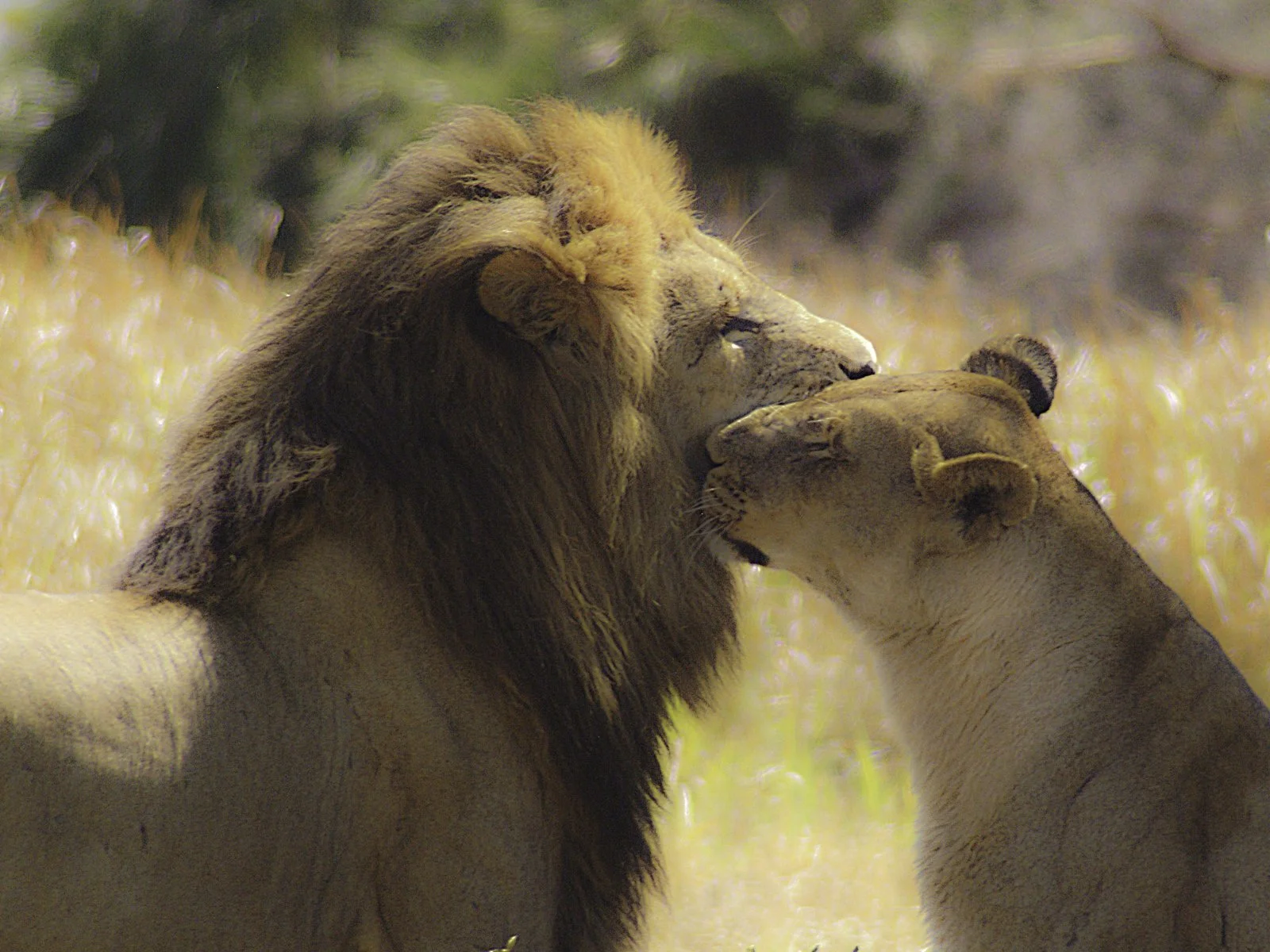 Lions and lionesses love to nuzzle