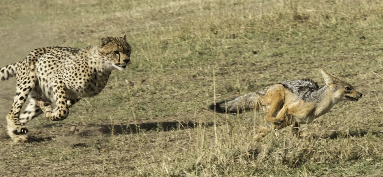  and mama cheetah chases him away