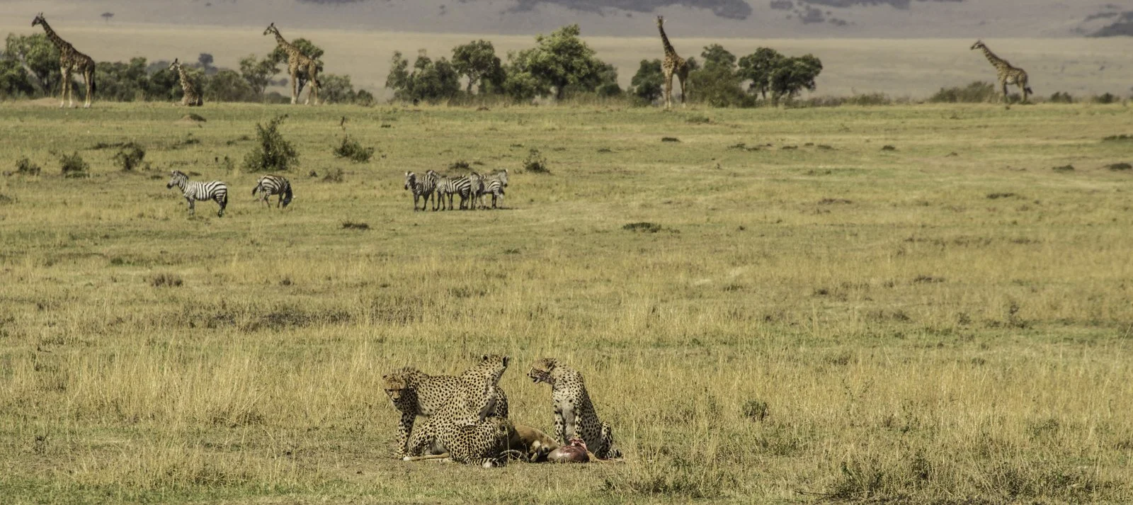 Suddenly you come across a scene that seems to come from a Disney movie