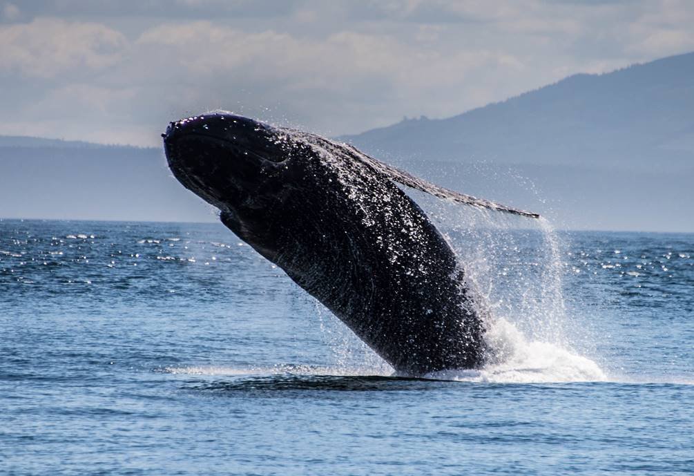 Whale Breaching.jpg