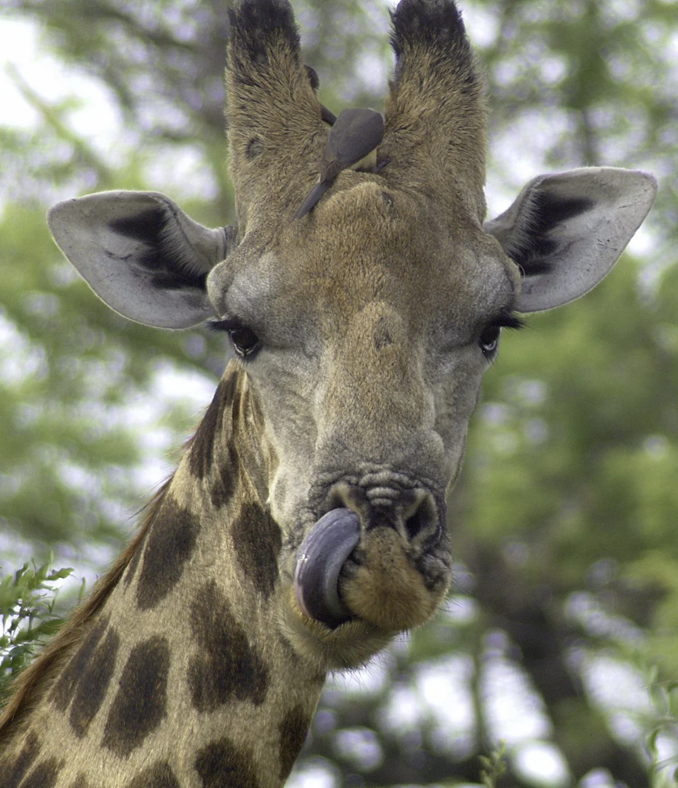 Animals-020.jpg