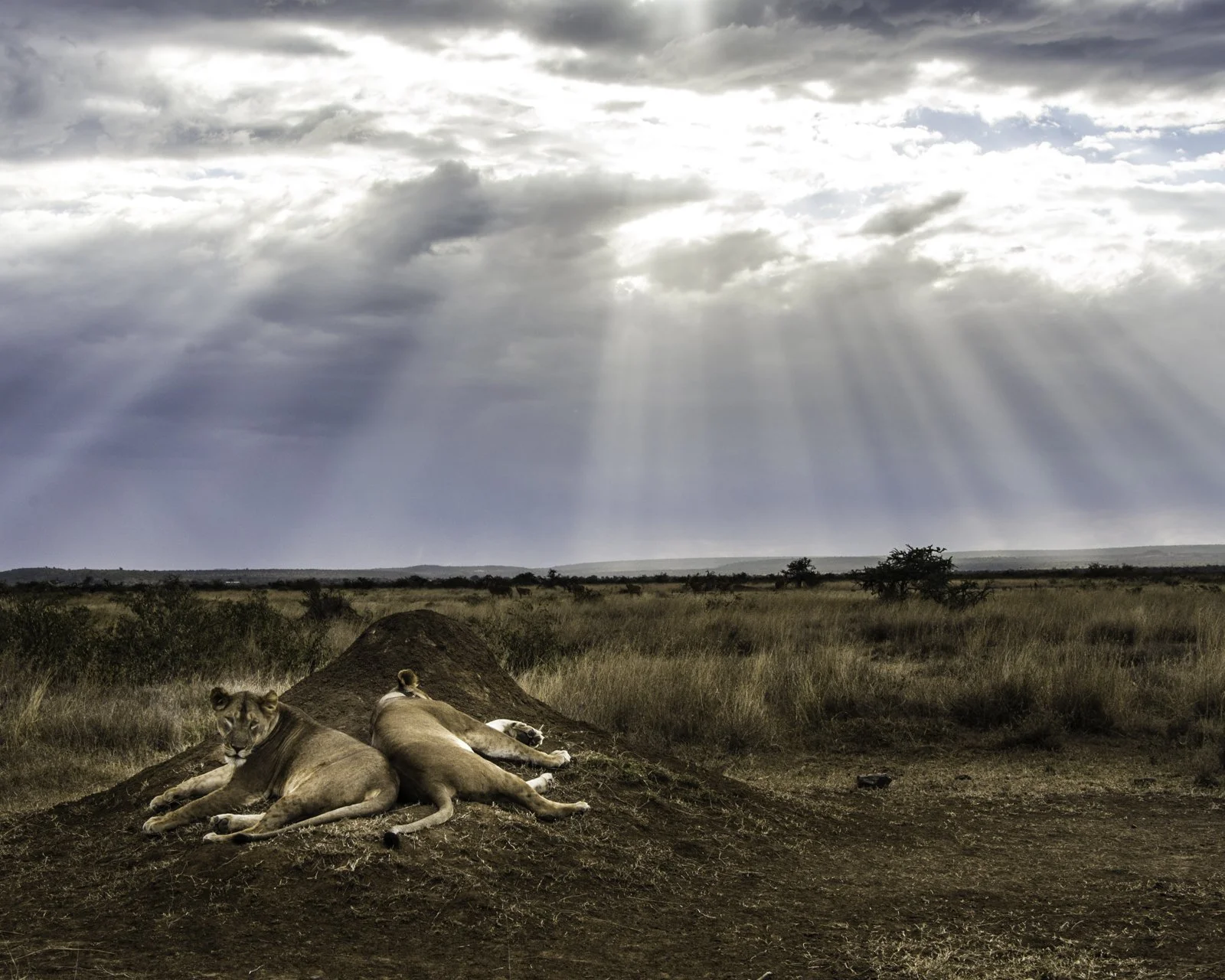 Lionesses basking under the "Eye of God"