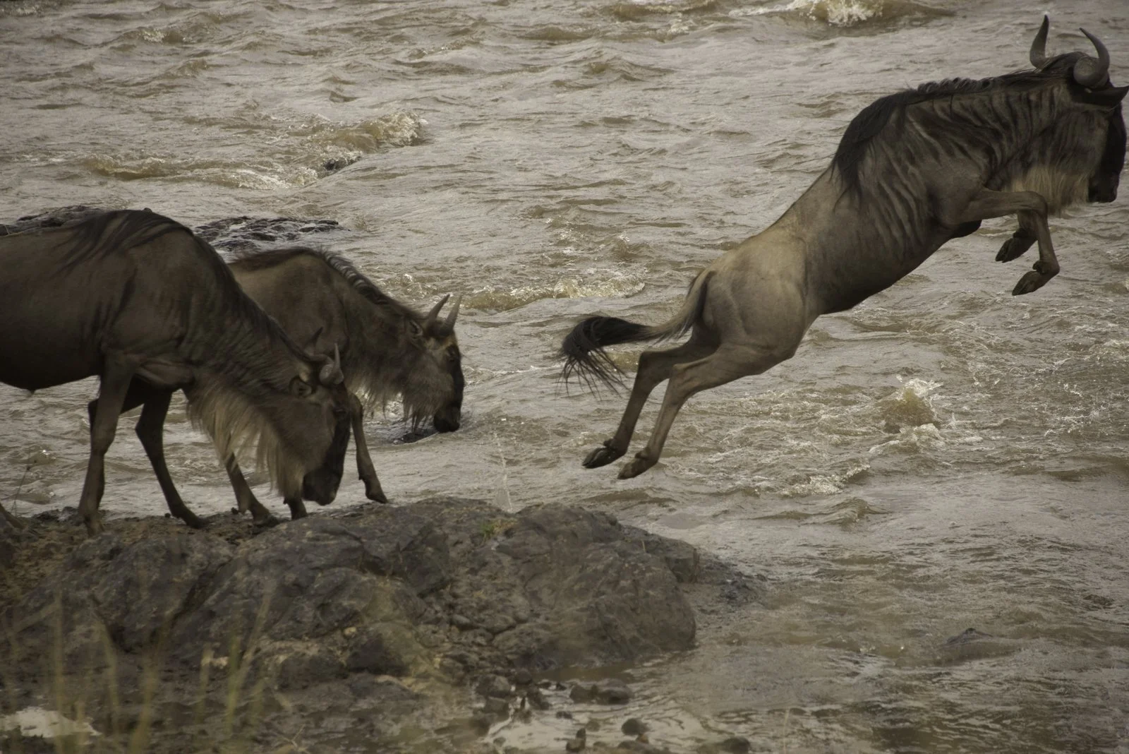 The first wildebees takes the plunge