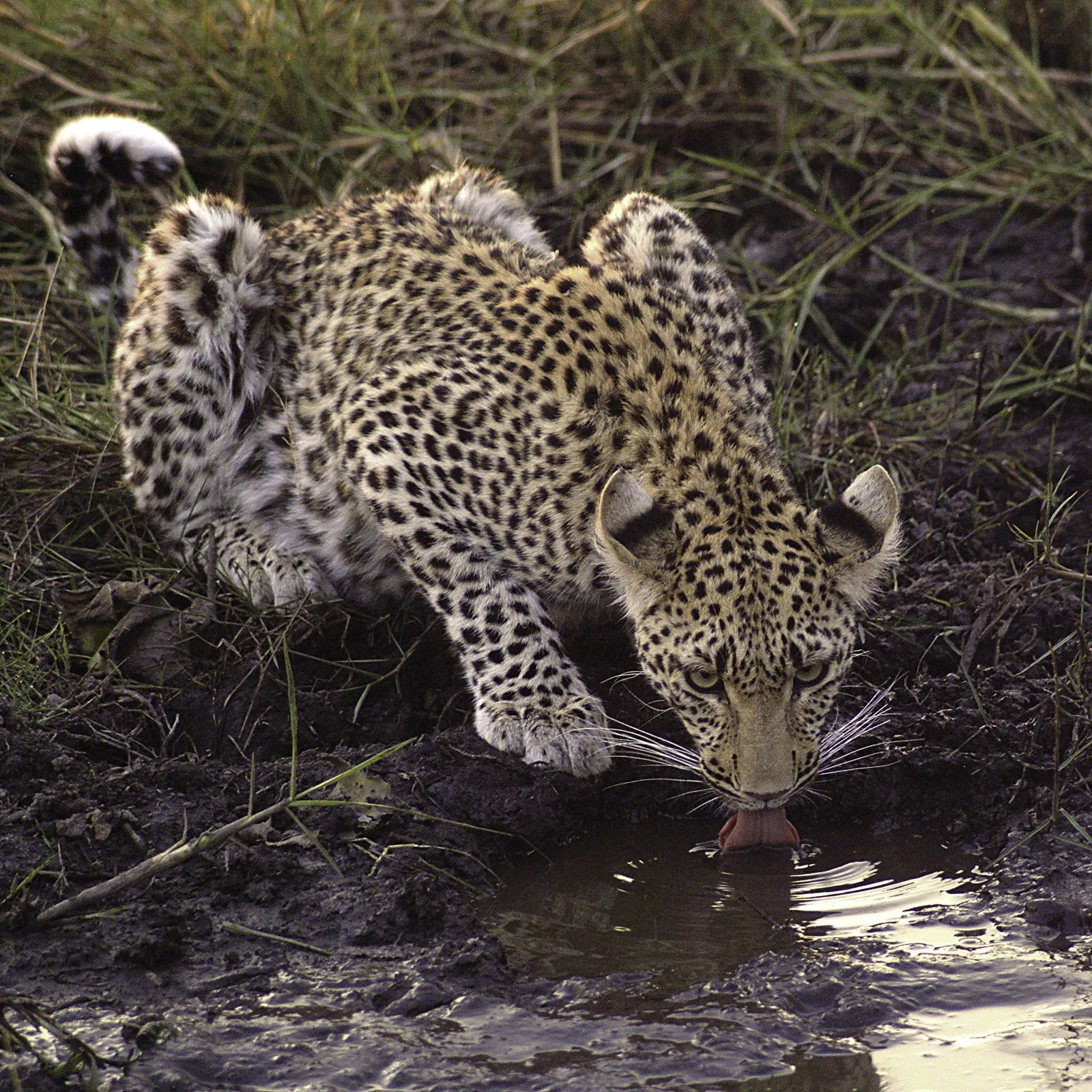 and heads to the water hole