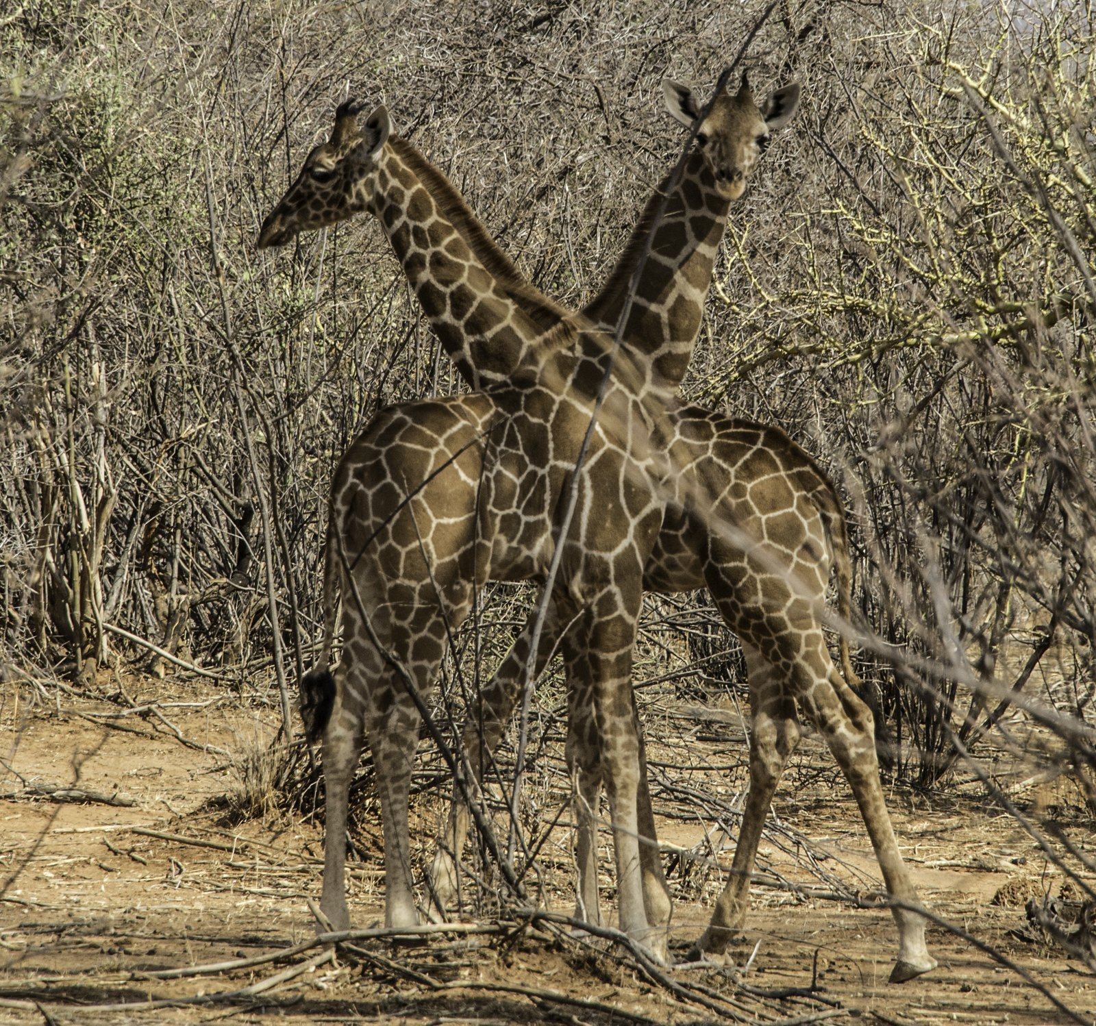 Two babies linger