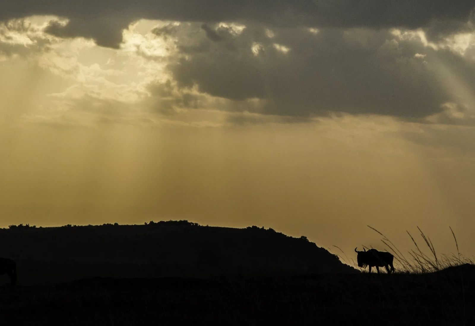 Lonesome wildebees