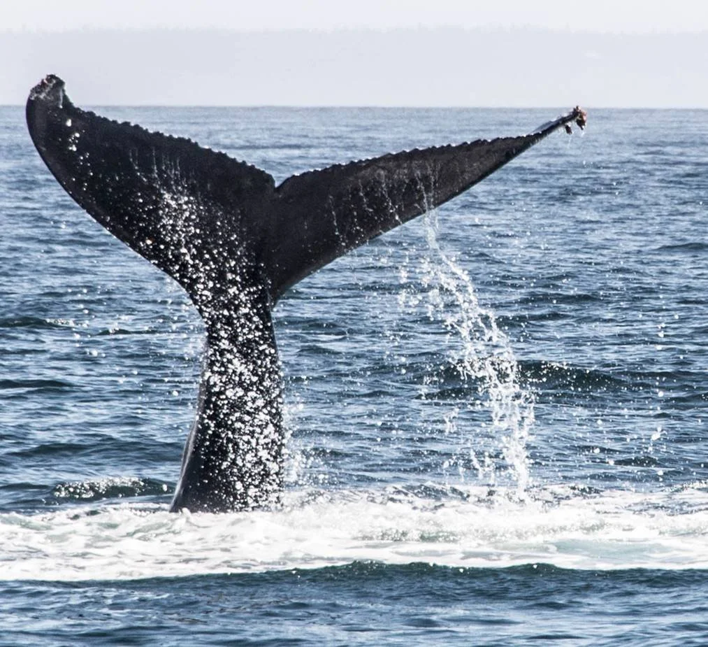 Whaletail.jpg