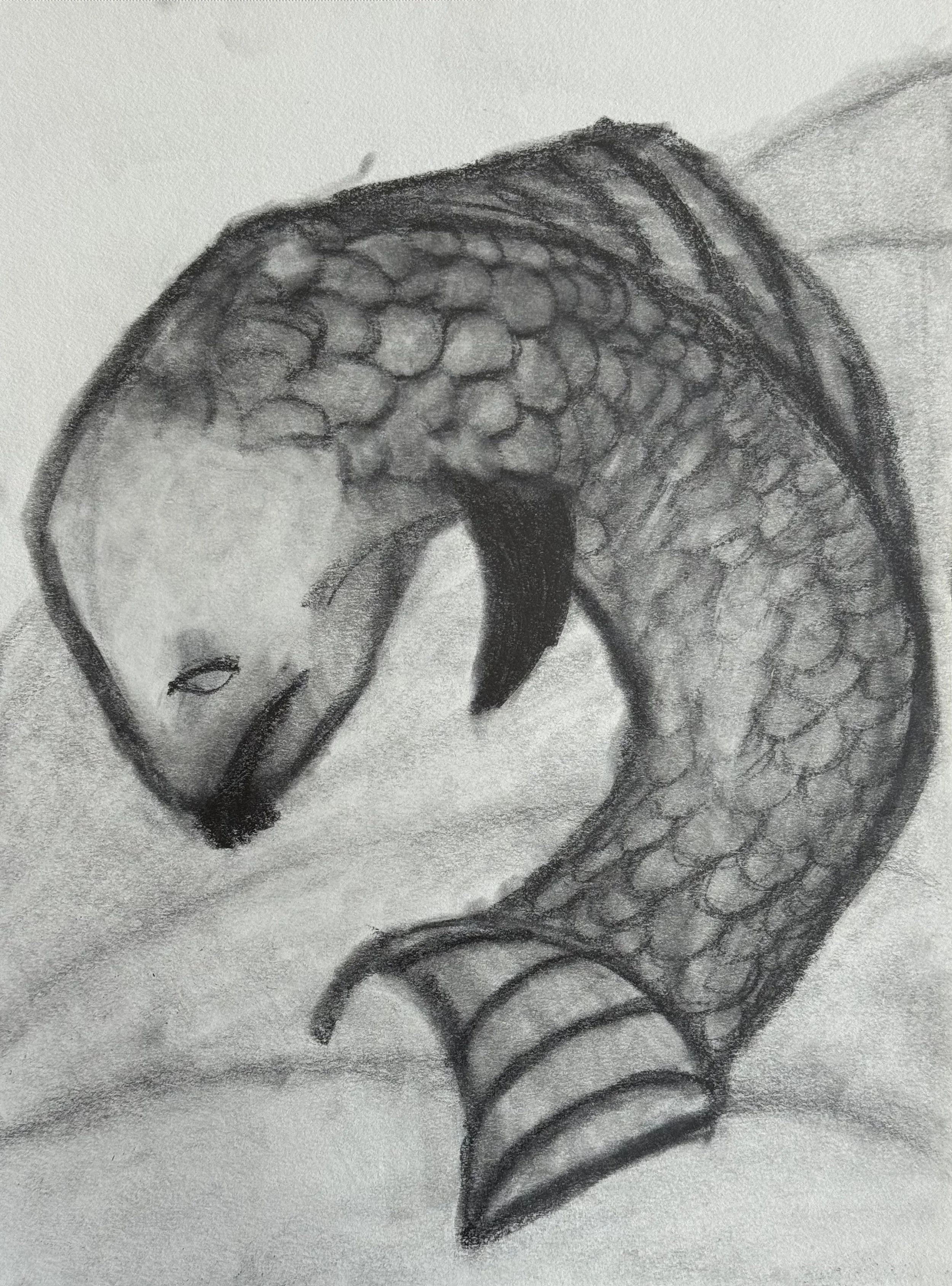 Un Poisson Triste, graphite on paper, 12x9 inches, 2025