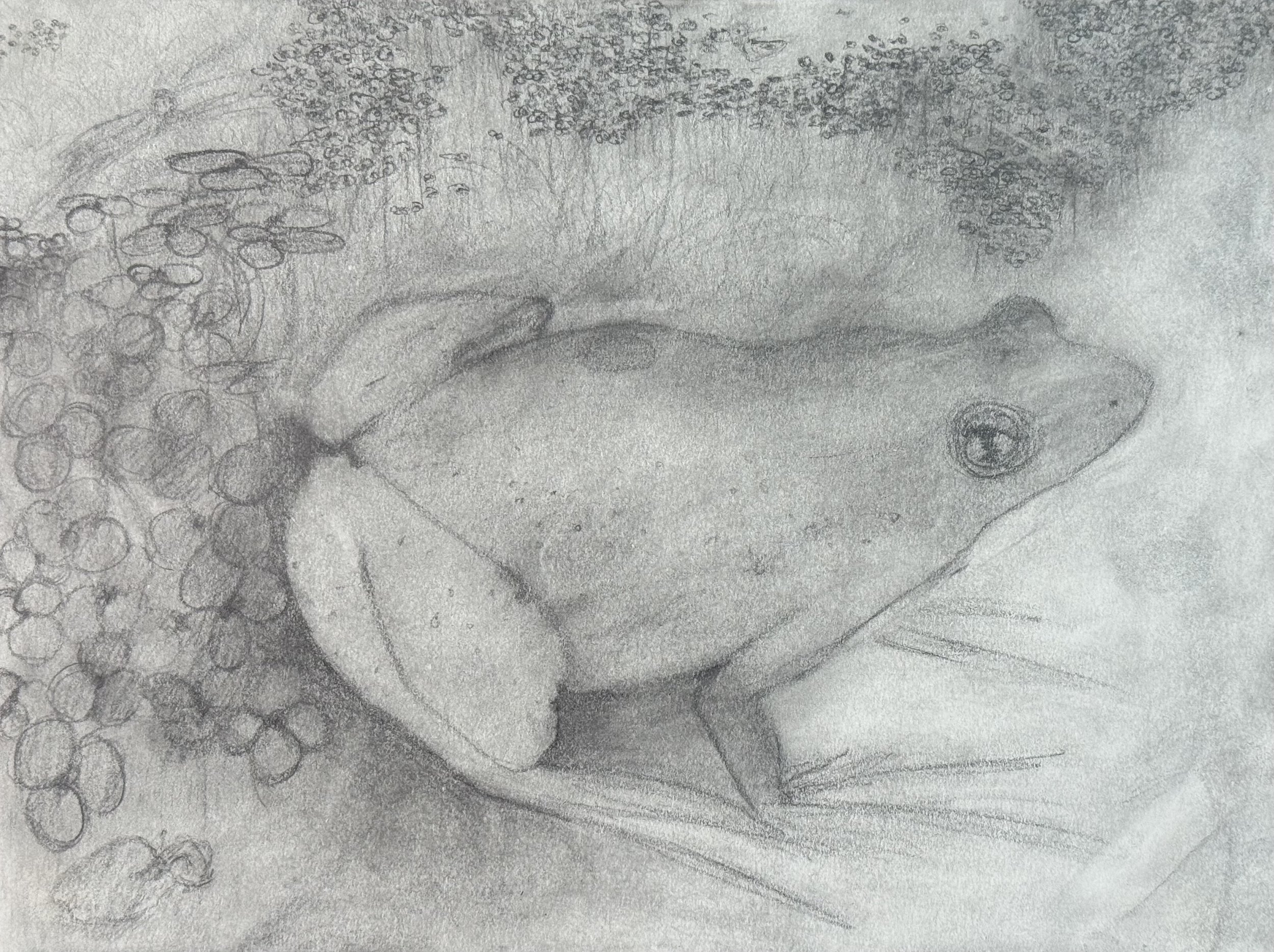 Frogette, 9x12 in. 2024, graphite on paper