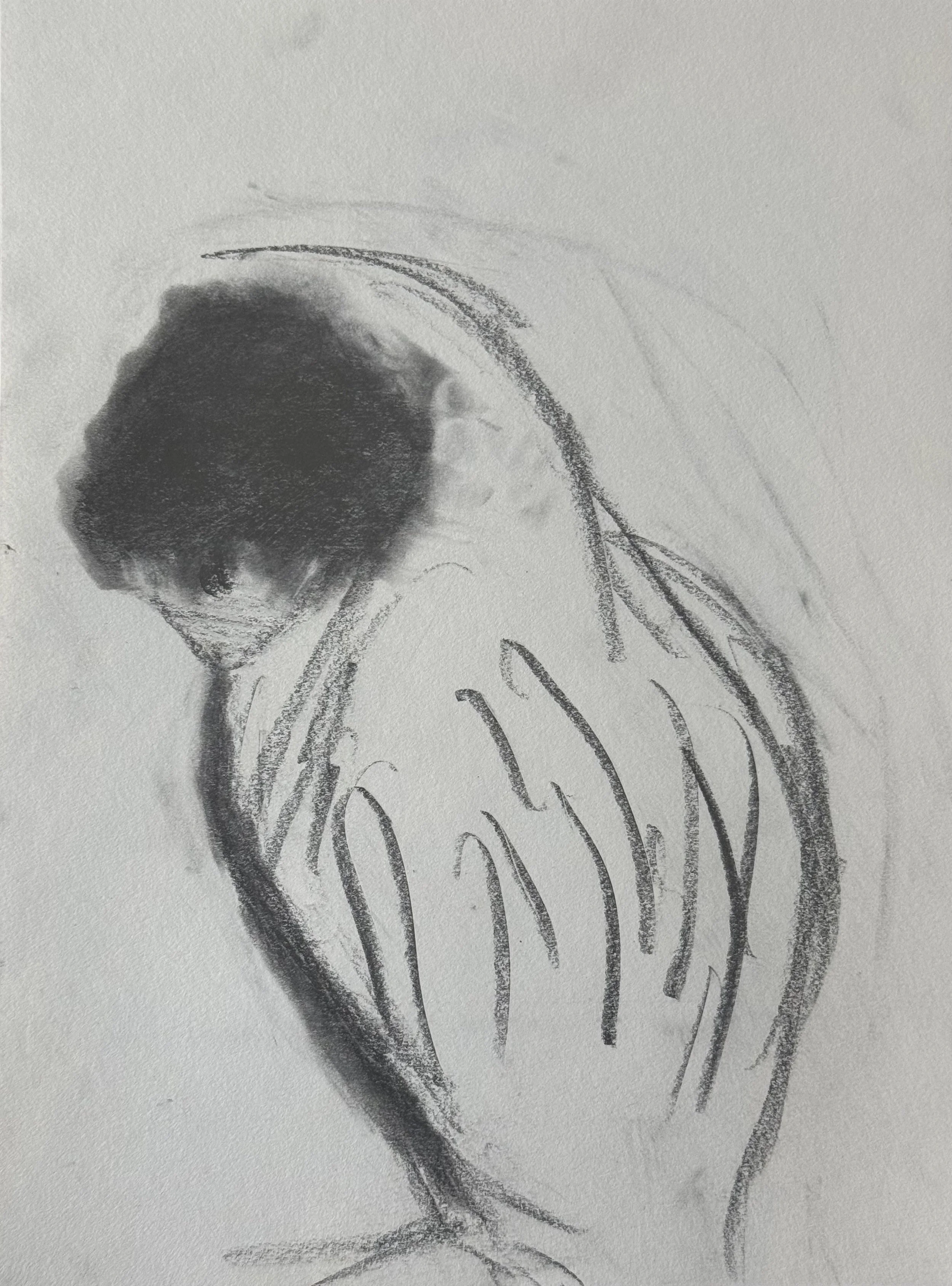 Barred Owl I, 9x11 in. 2025, graphite on paper