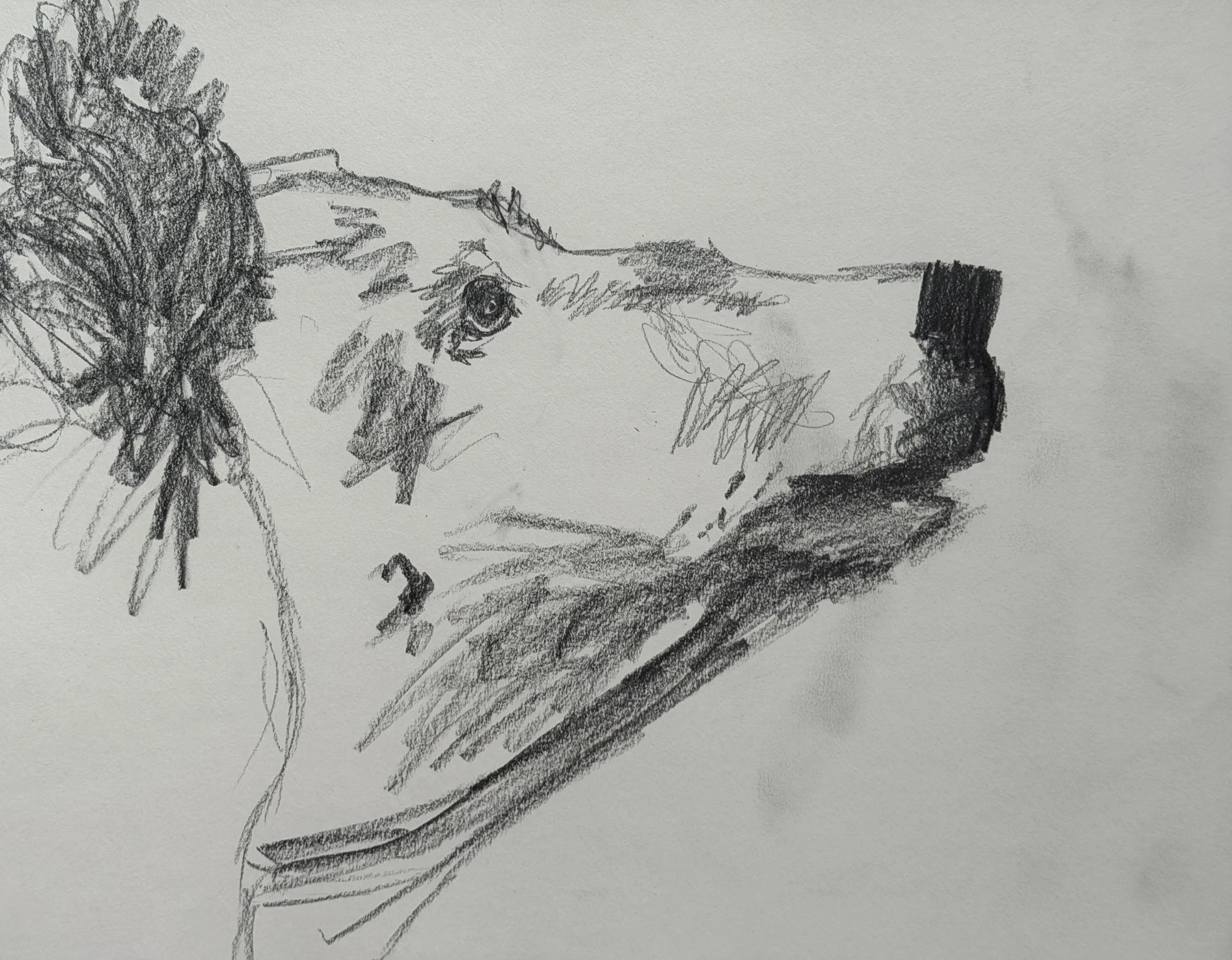 Study II, graphite on paper, 9x12 inches, 2026