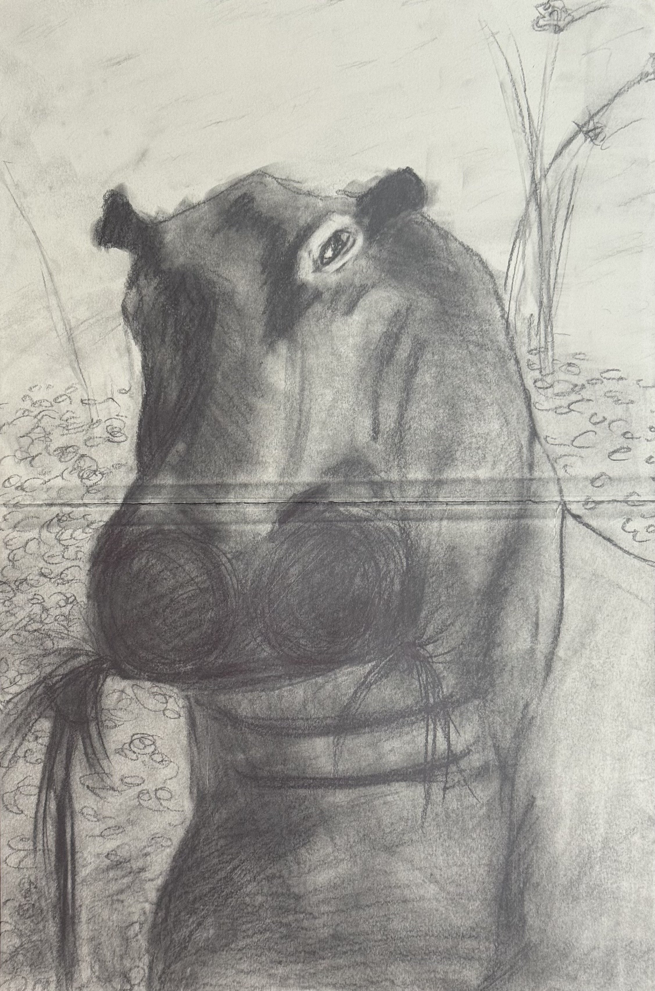 Eating Hippopotamus, 12x18 in. 2024, graphite on paper