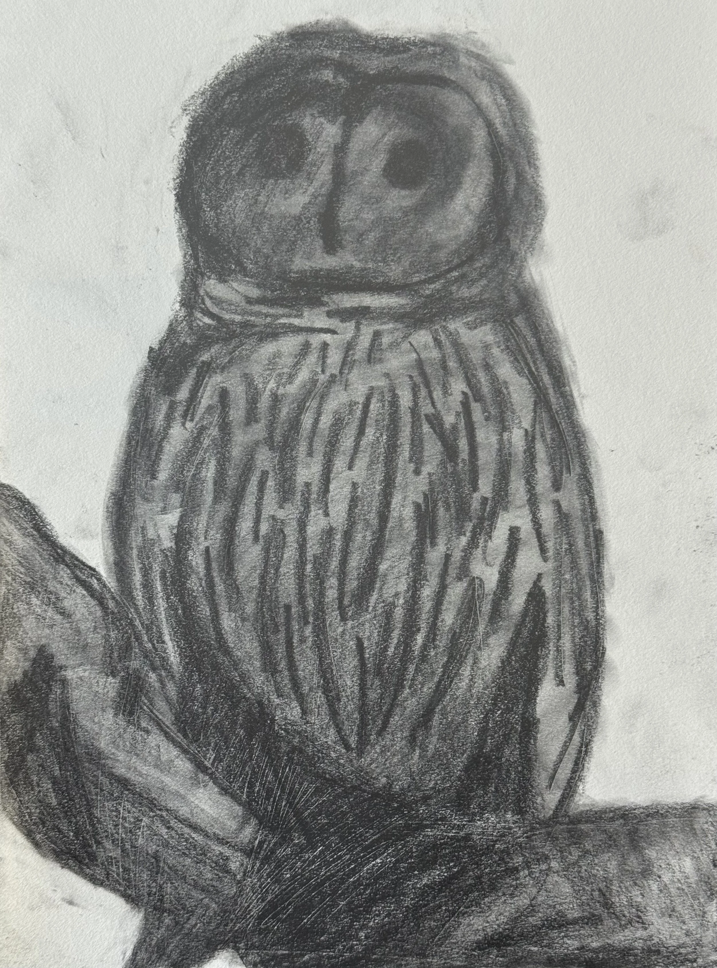Barred Owl VII, 9x11 in. 2025, graphite on paper