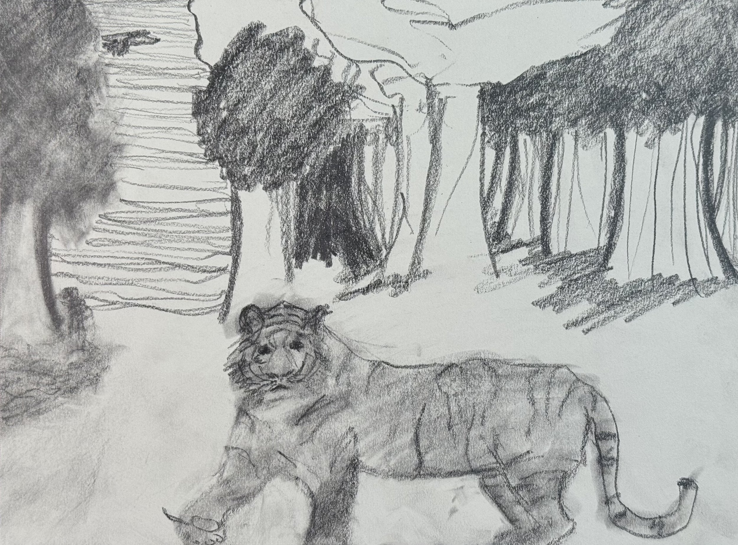Study for an Injured Tiger, 9x12 in. 2024, graphite on paper