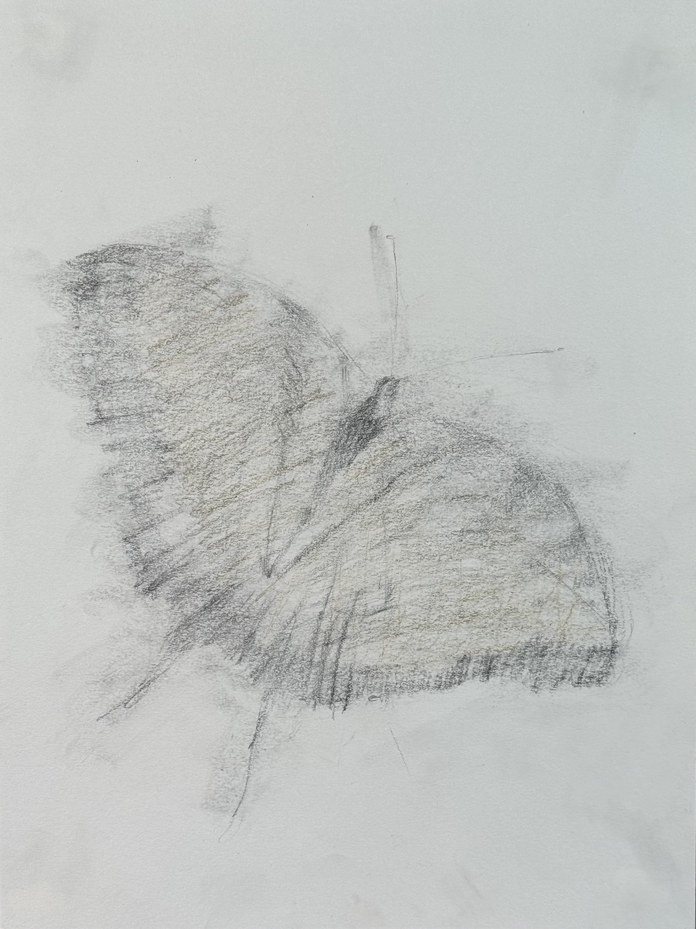 Yellow Butterfly, 9x12 in. 2024, graphite, lumber pencil on paper