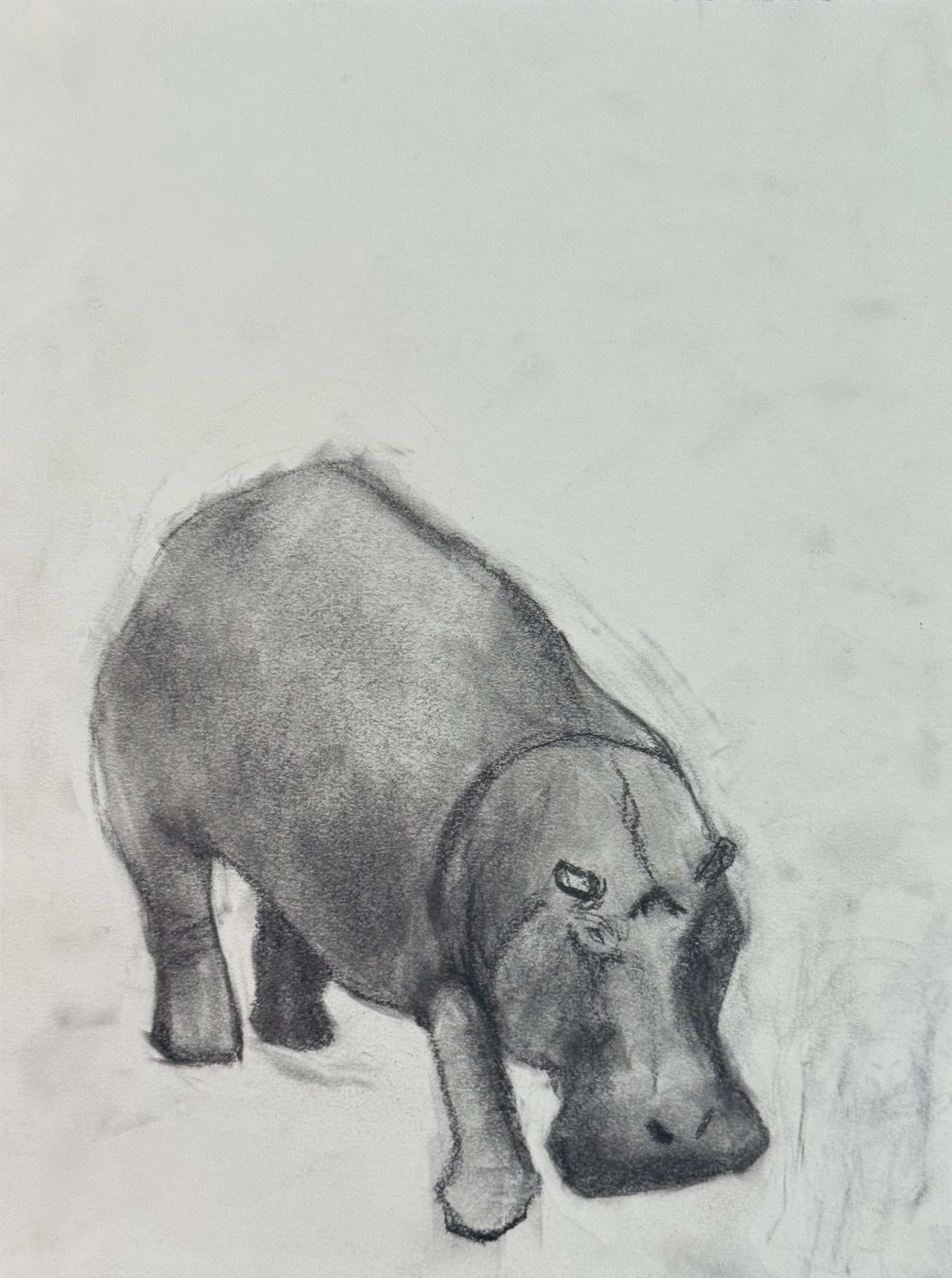 Hippopotamus Walking, 9x12 in. 2024, graphite on paper