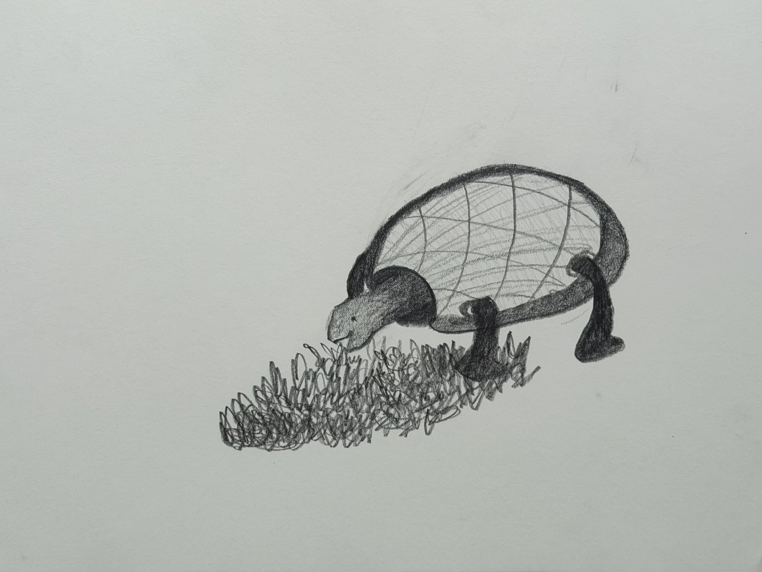 Grazing Turtle, graphite on paper, 9x12 inches