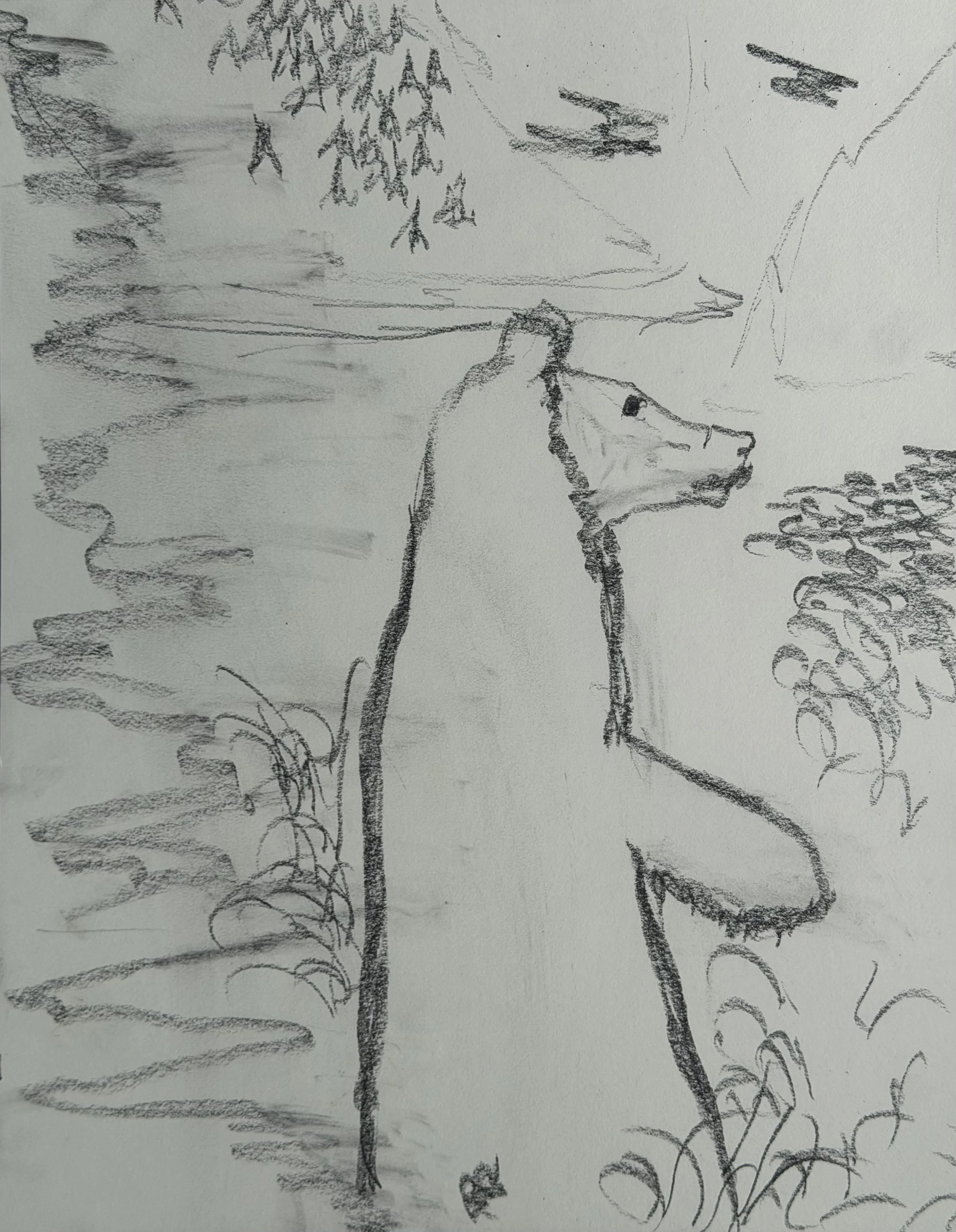 Study I, graphite on paper, 12x9 inches, 2026