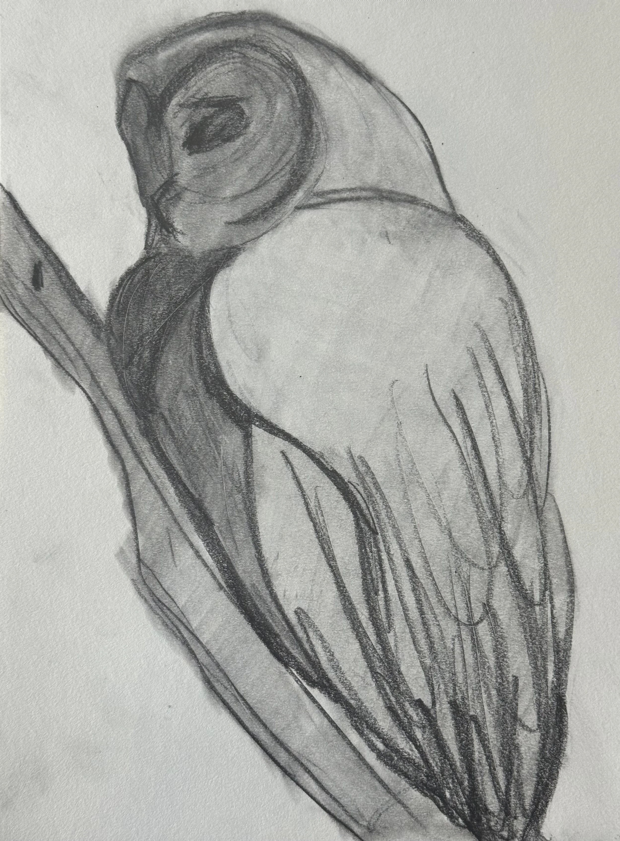 Barred Owl III, 9x11 in. 2025, graphite on paper