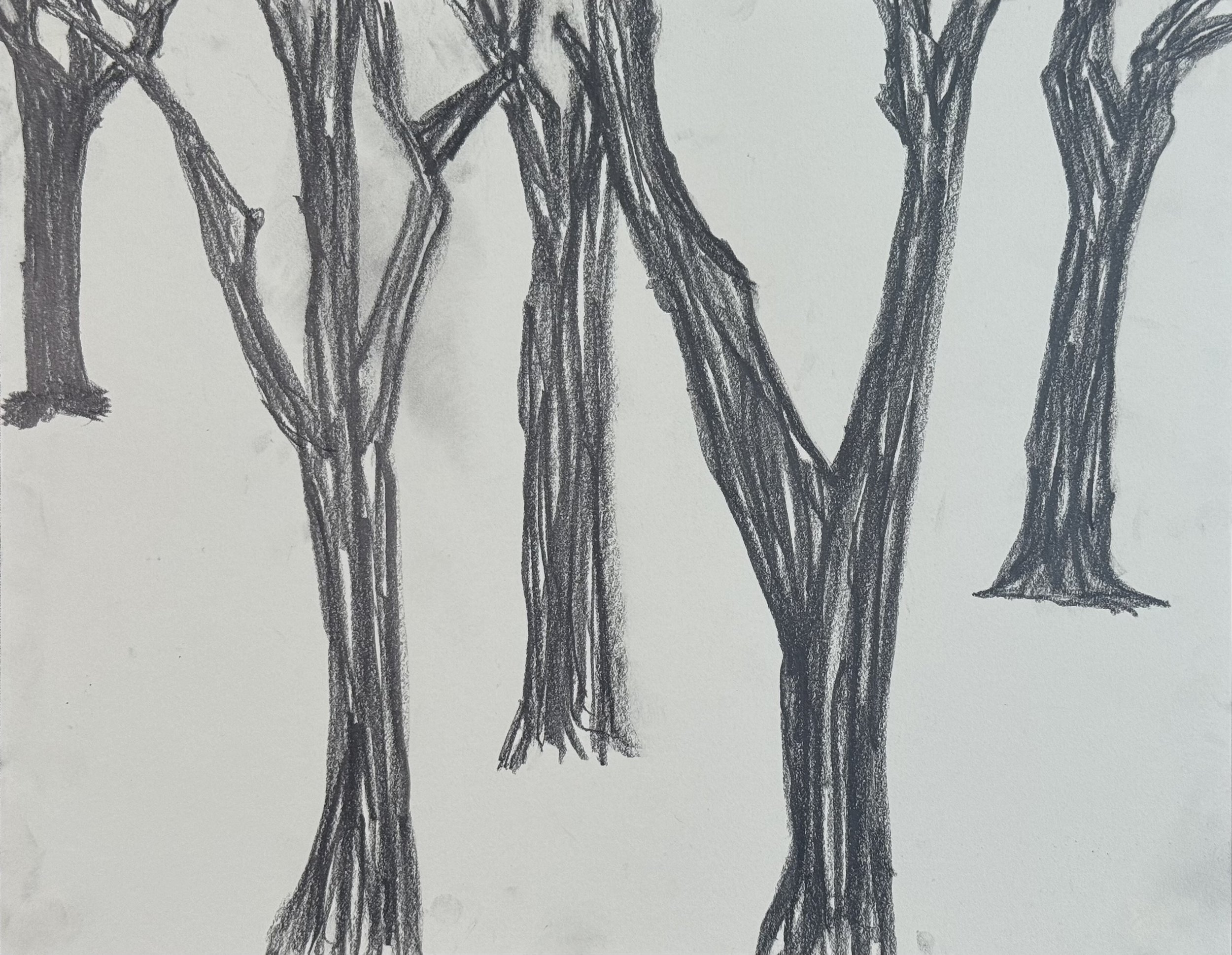 Trees 14x11 in. 2025, graphite on paper