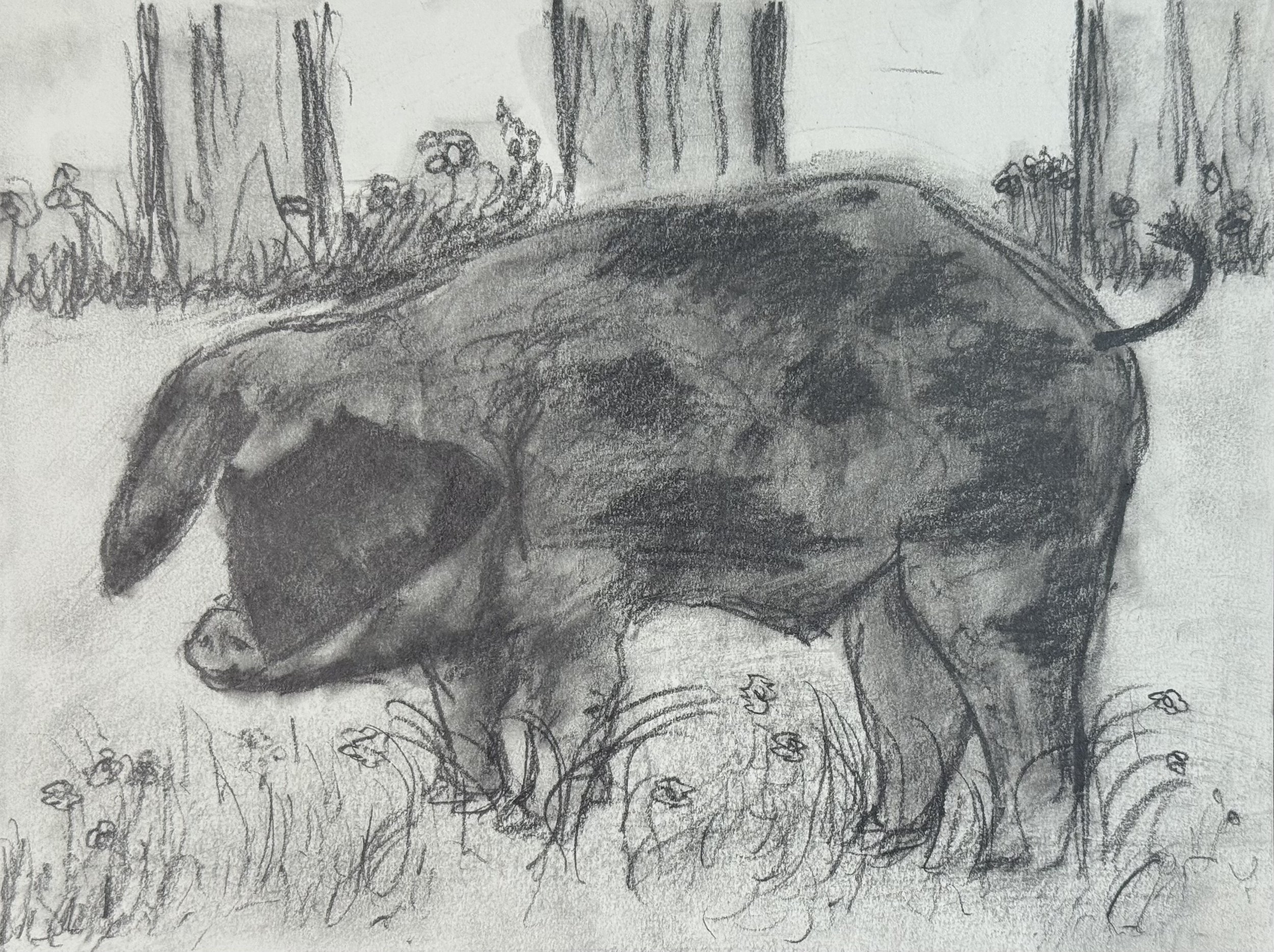 Little Pig with Fence, 12x9 in. 2024, graphite on paper