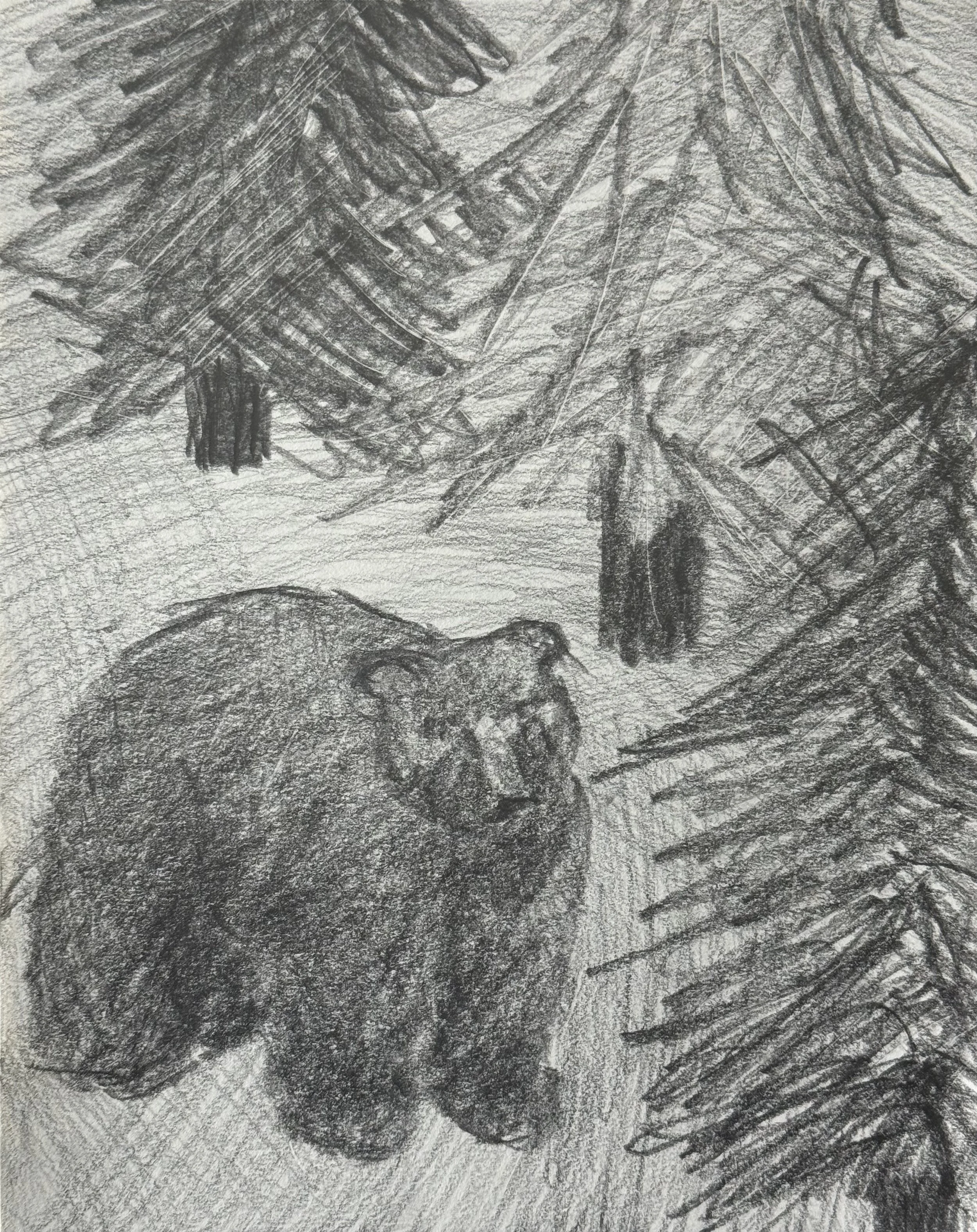 Bear in Solitude, 8x10 in. 2025, graphite on paper