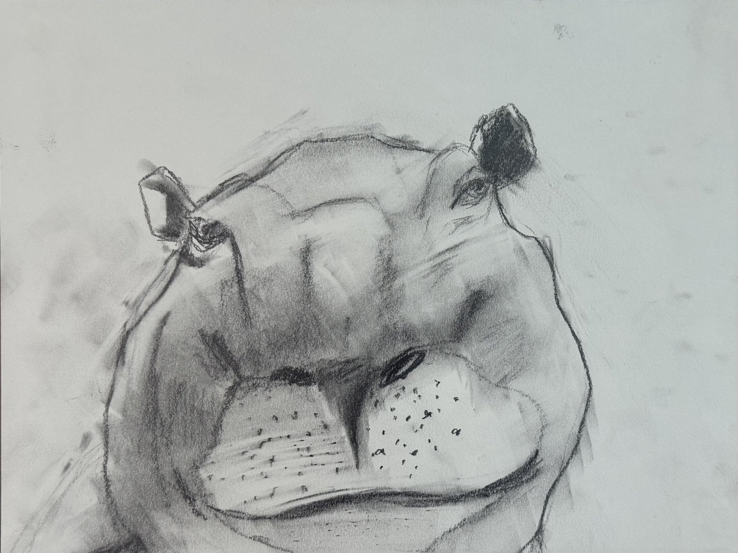 Hippopotamus Head, 9x12 in. 2024, graphite on paper