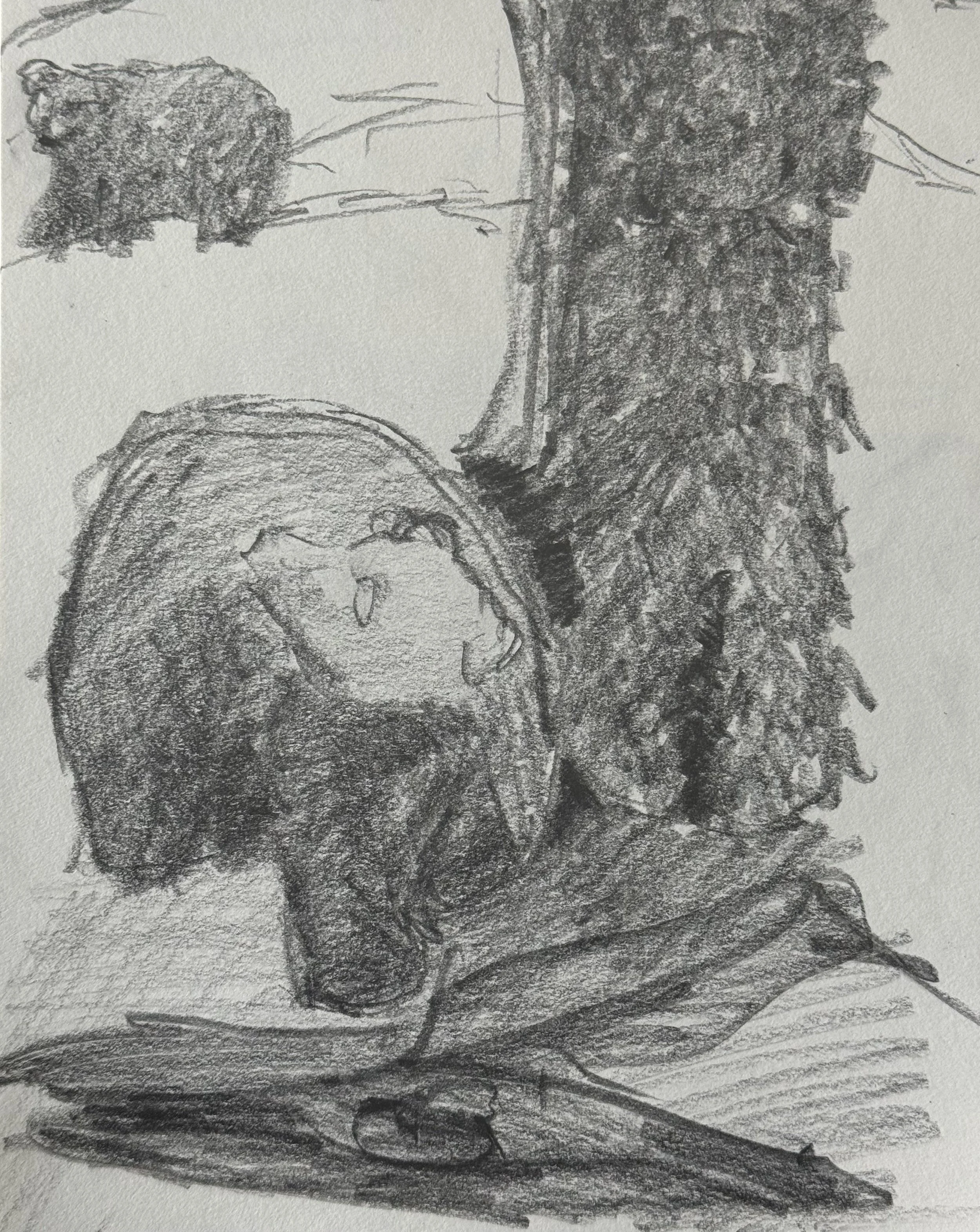 Three Bears Roaming, 8x10 in. 2025, graphite on paper