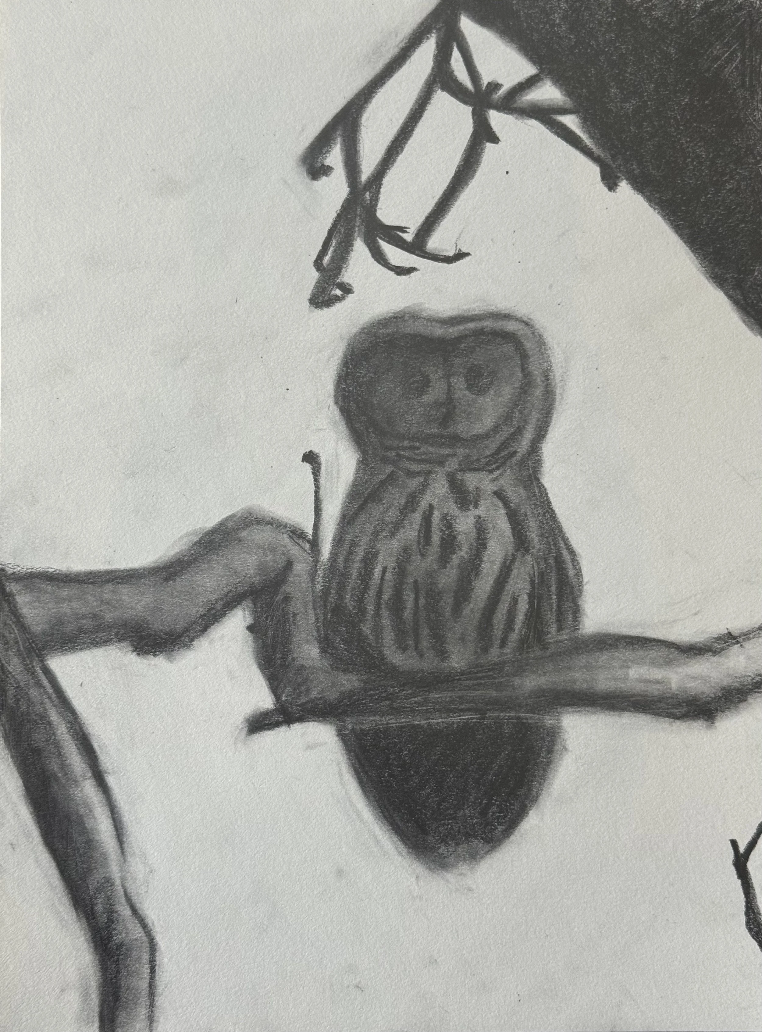 Barred Owl VI, 9x11 in. 2025, graphite on paper