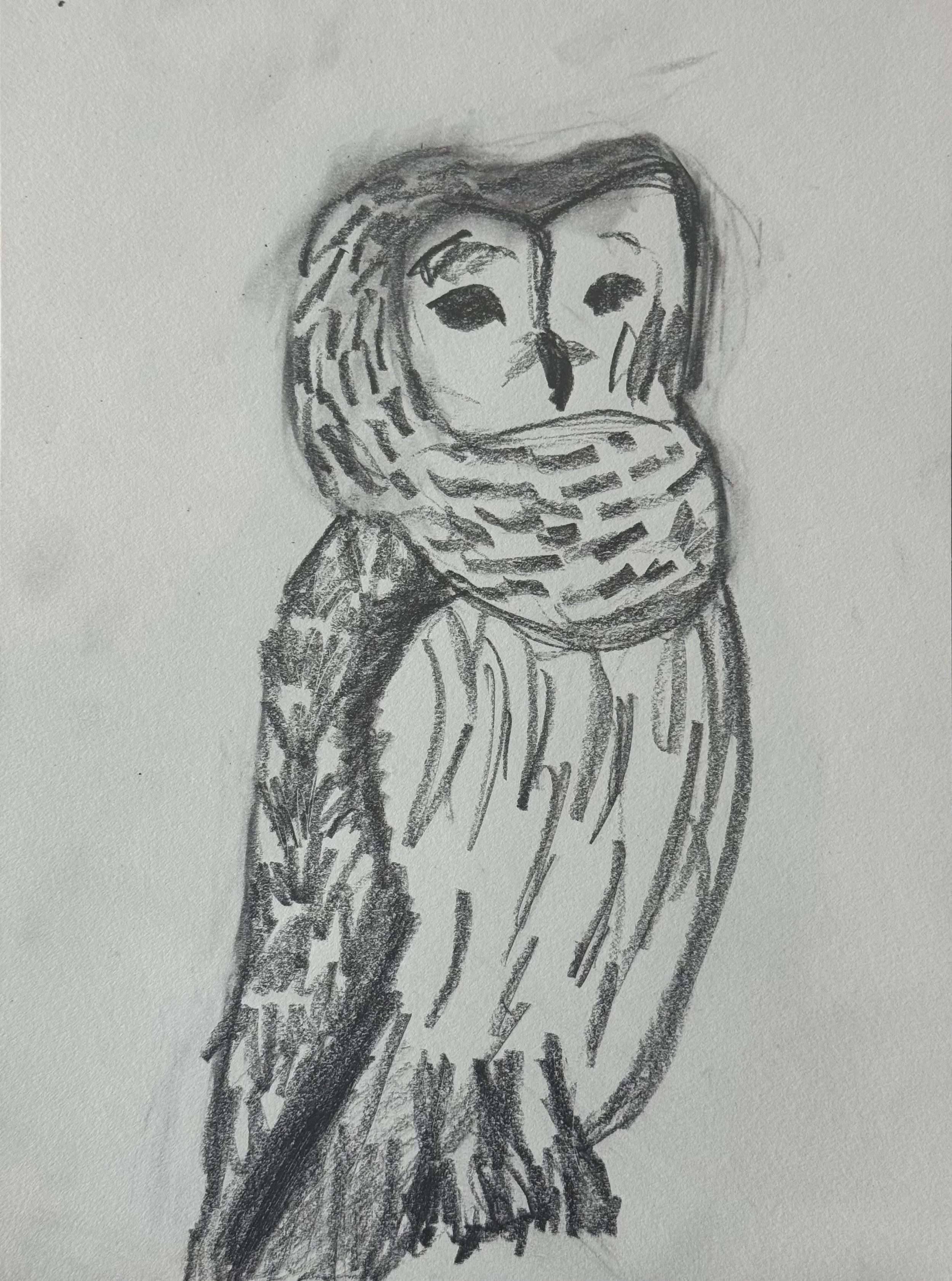 Barred Owl IV, 9x11 in. 2025, graphite on paper