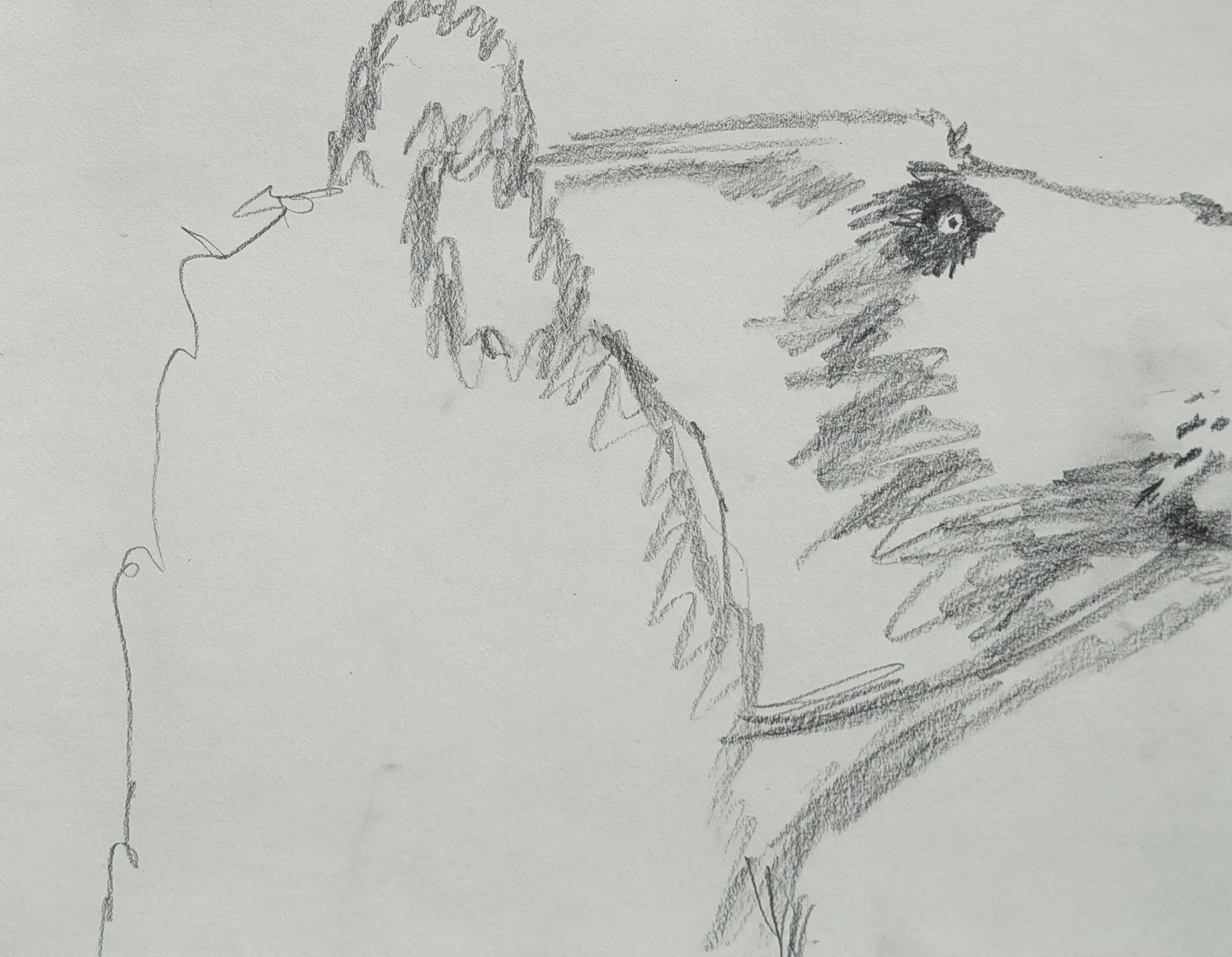 Study III, graphite on paper, 9x12 inches, 2026